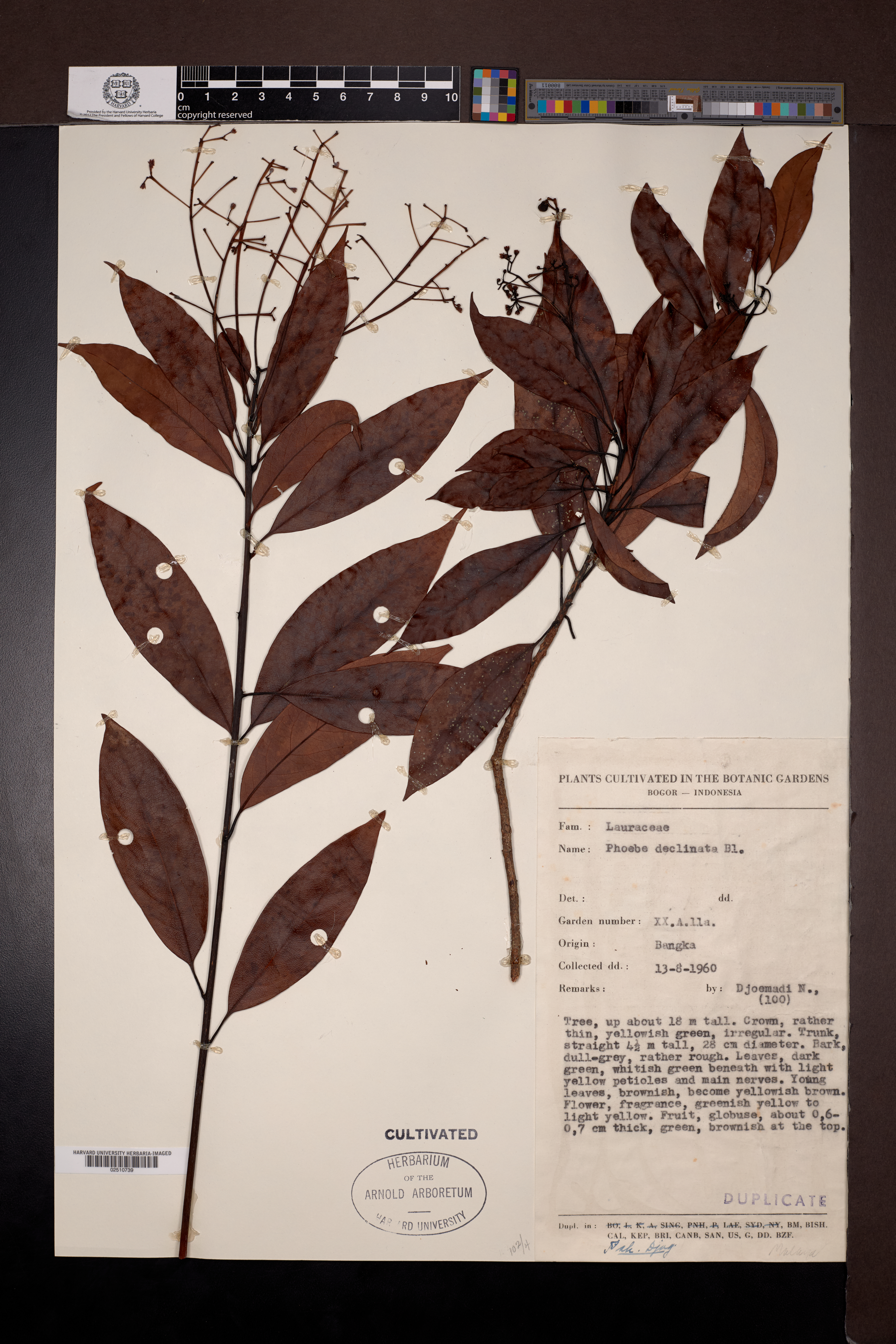 Machilus declinata