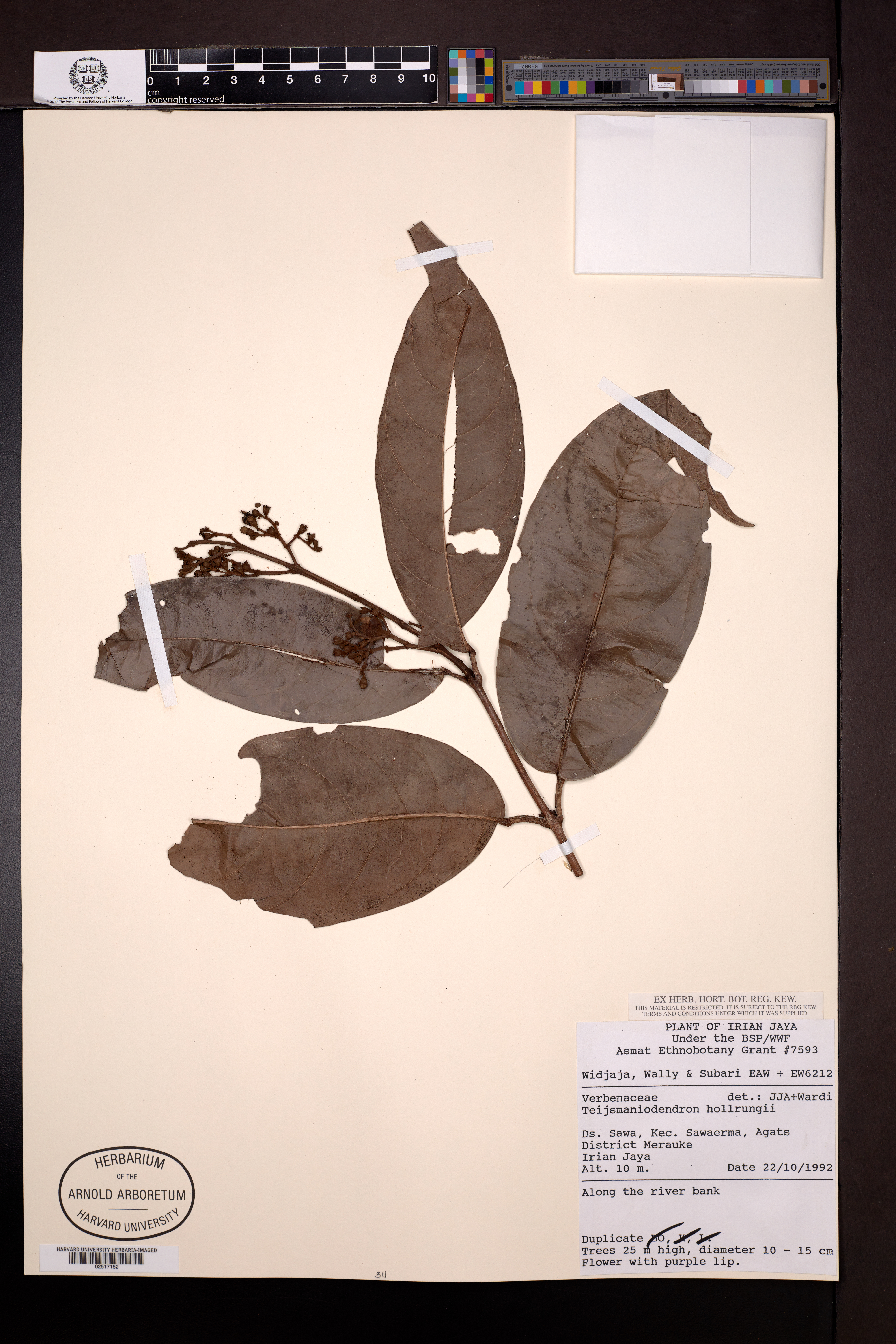 Teijsmanniodendron hollrungii