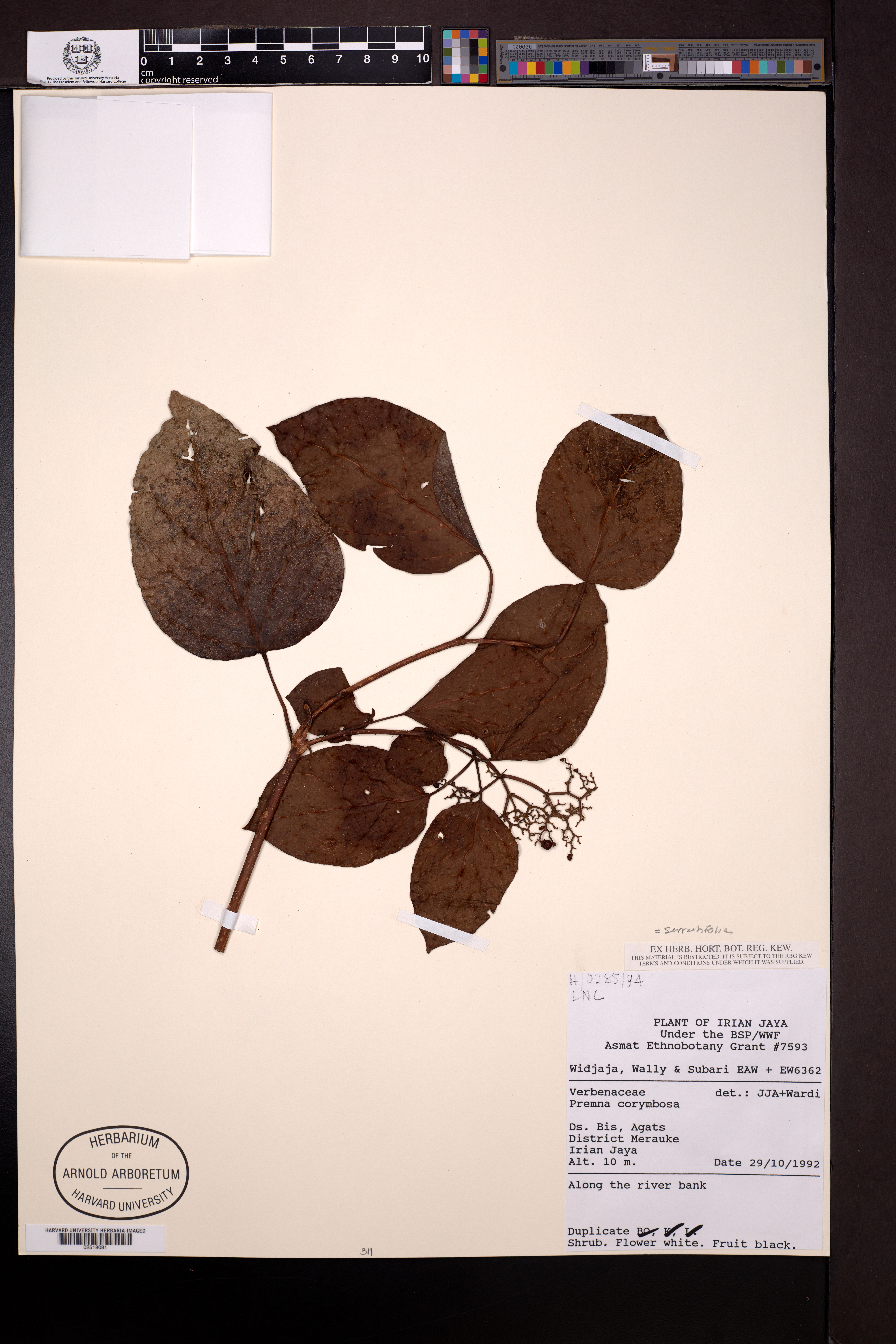 Premna serratifolia