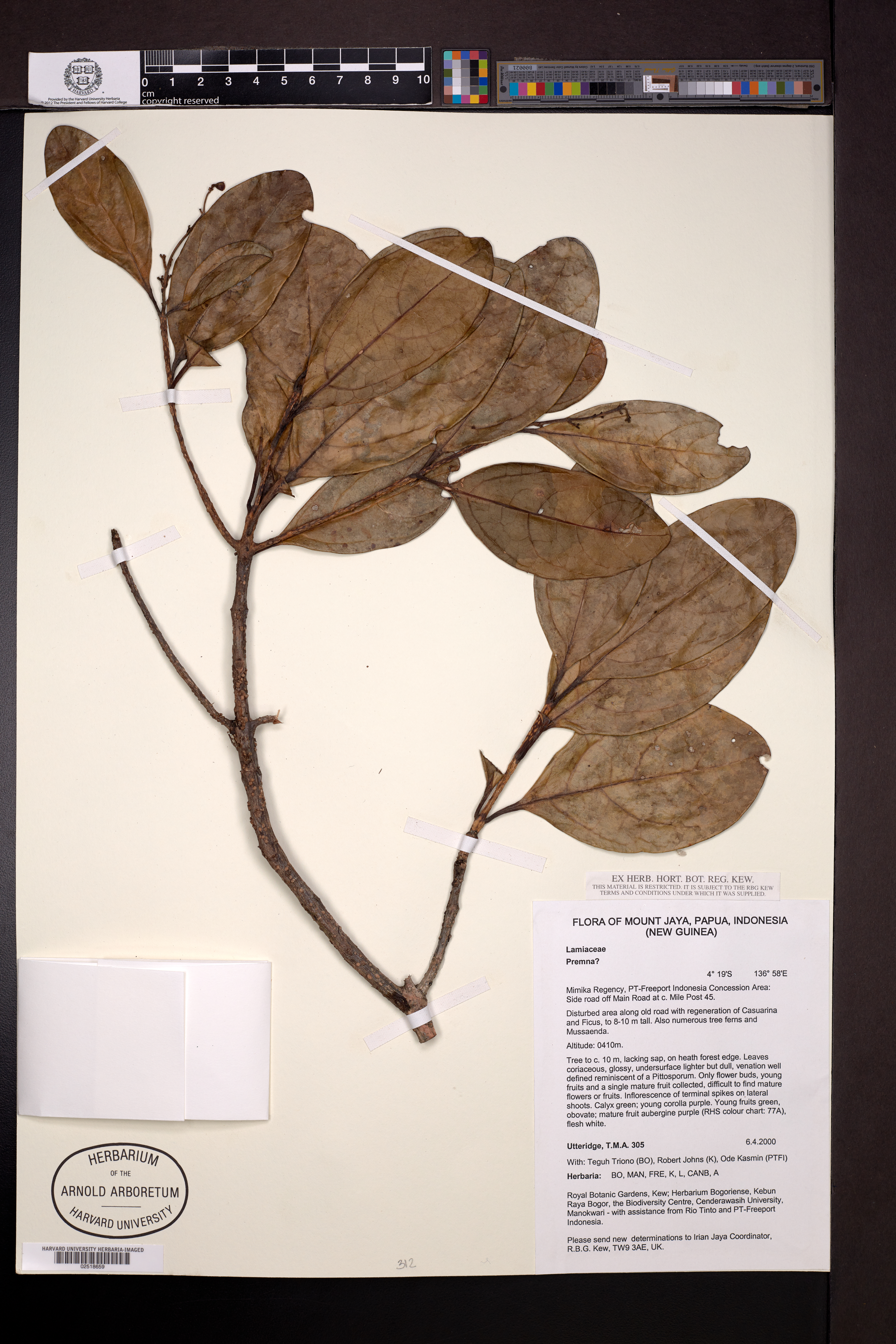 Premna L.