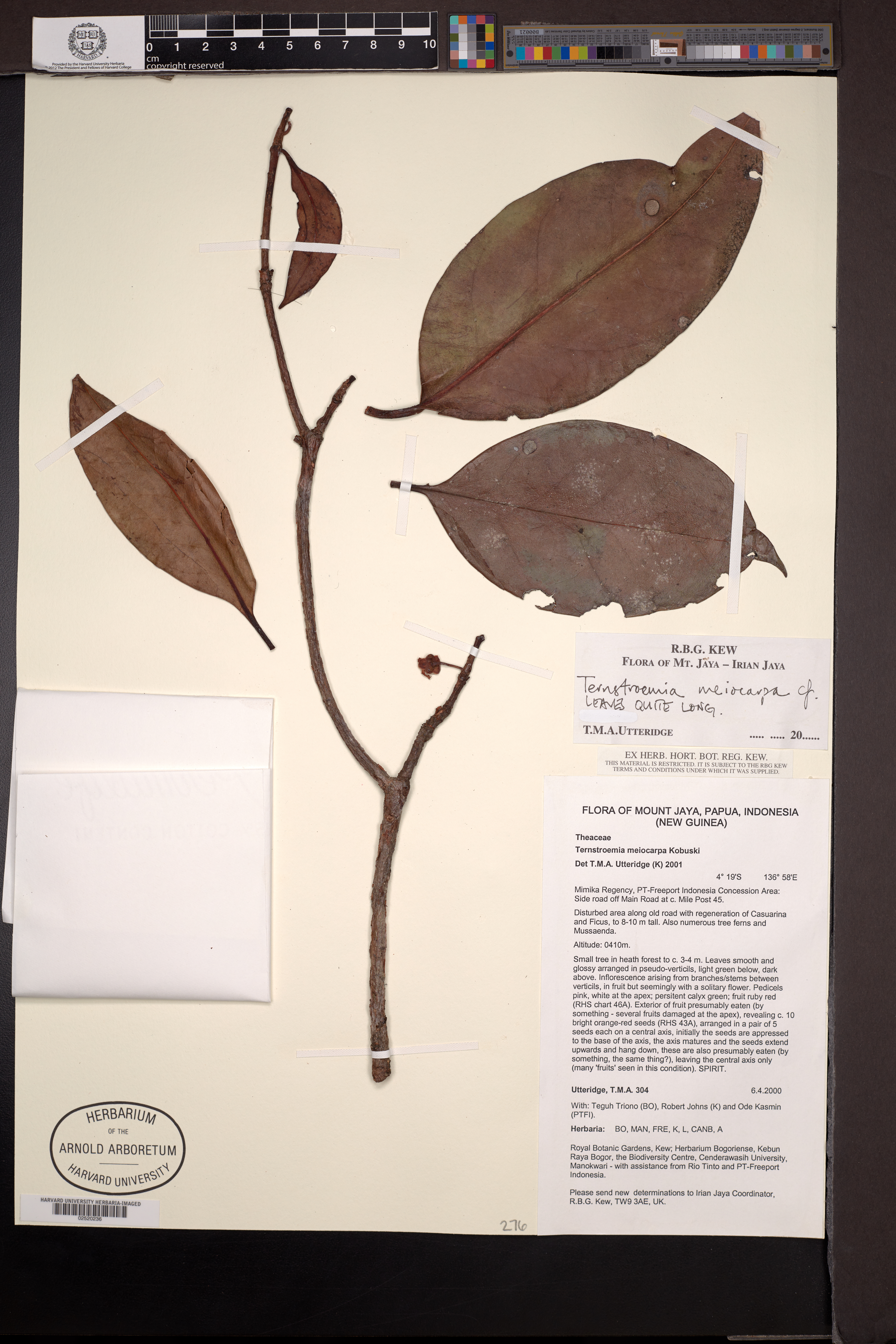 Ternstroemia meiocarpa