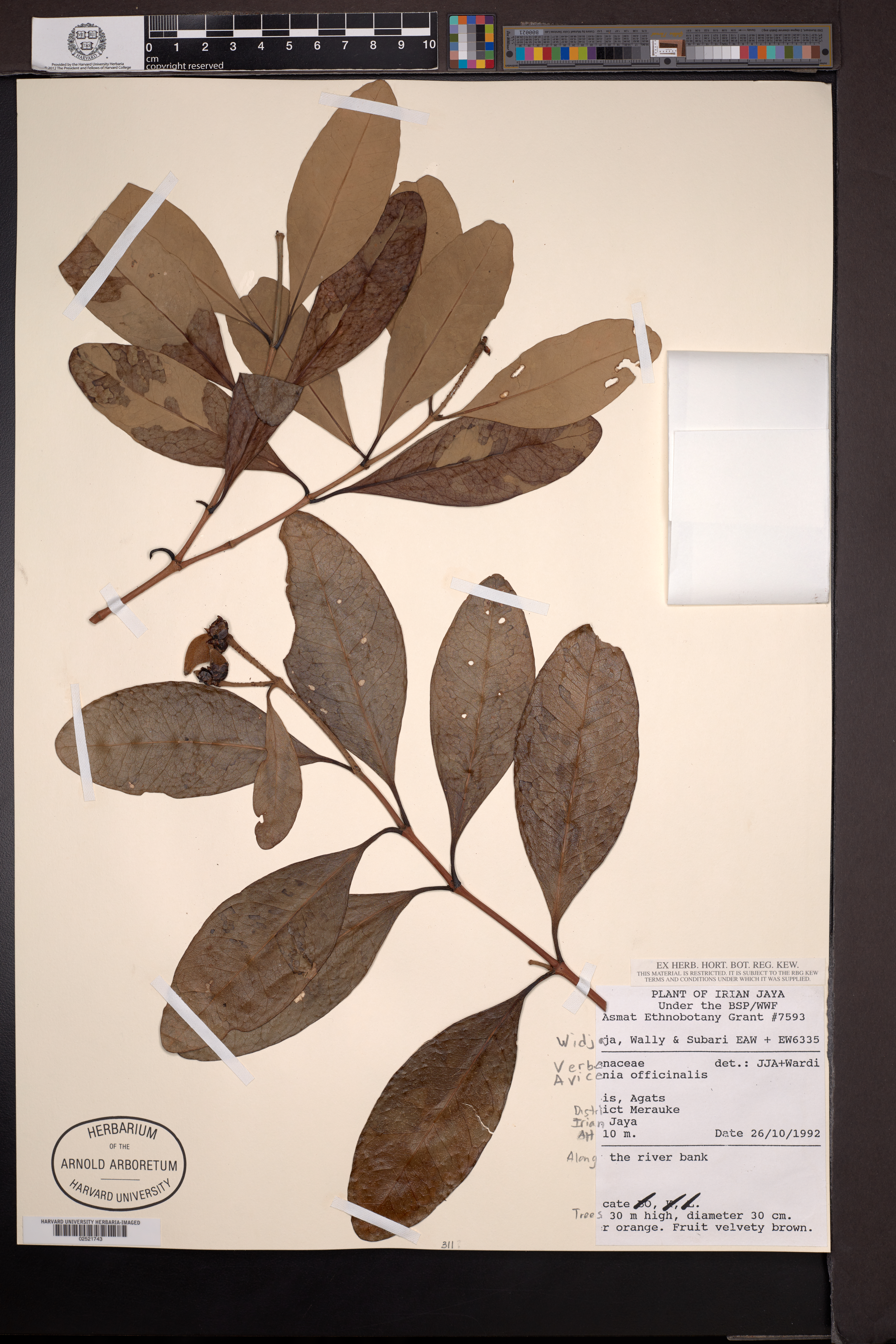 Avicennia officinalis