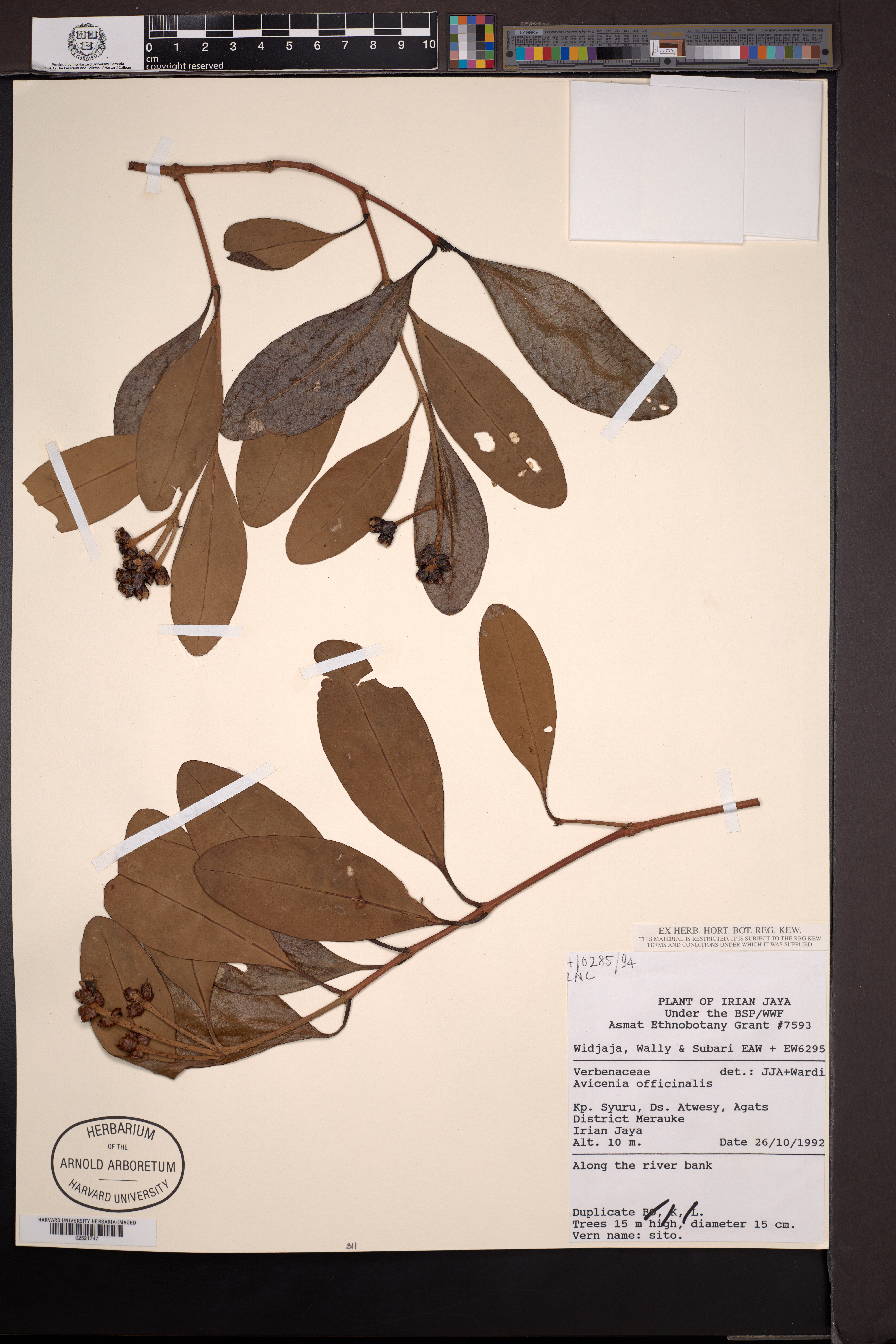 Avicennia officinalis