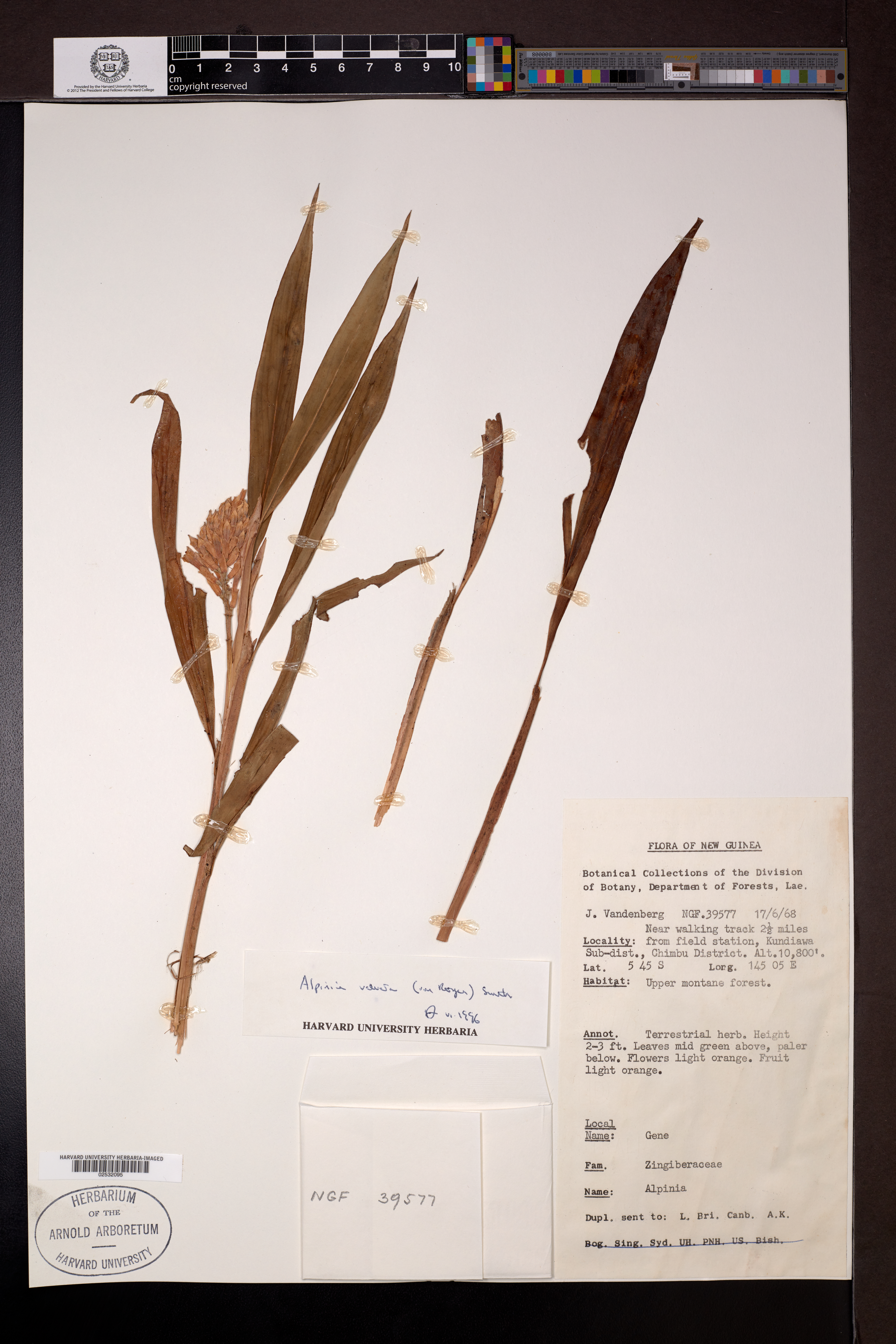 Alpinia velutina (Alpinia velutina)