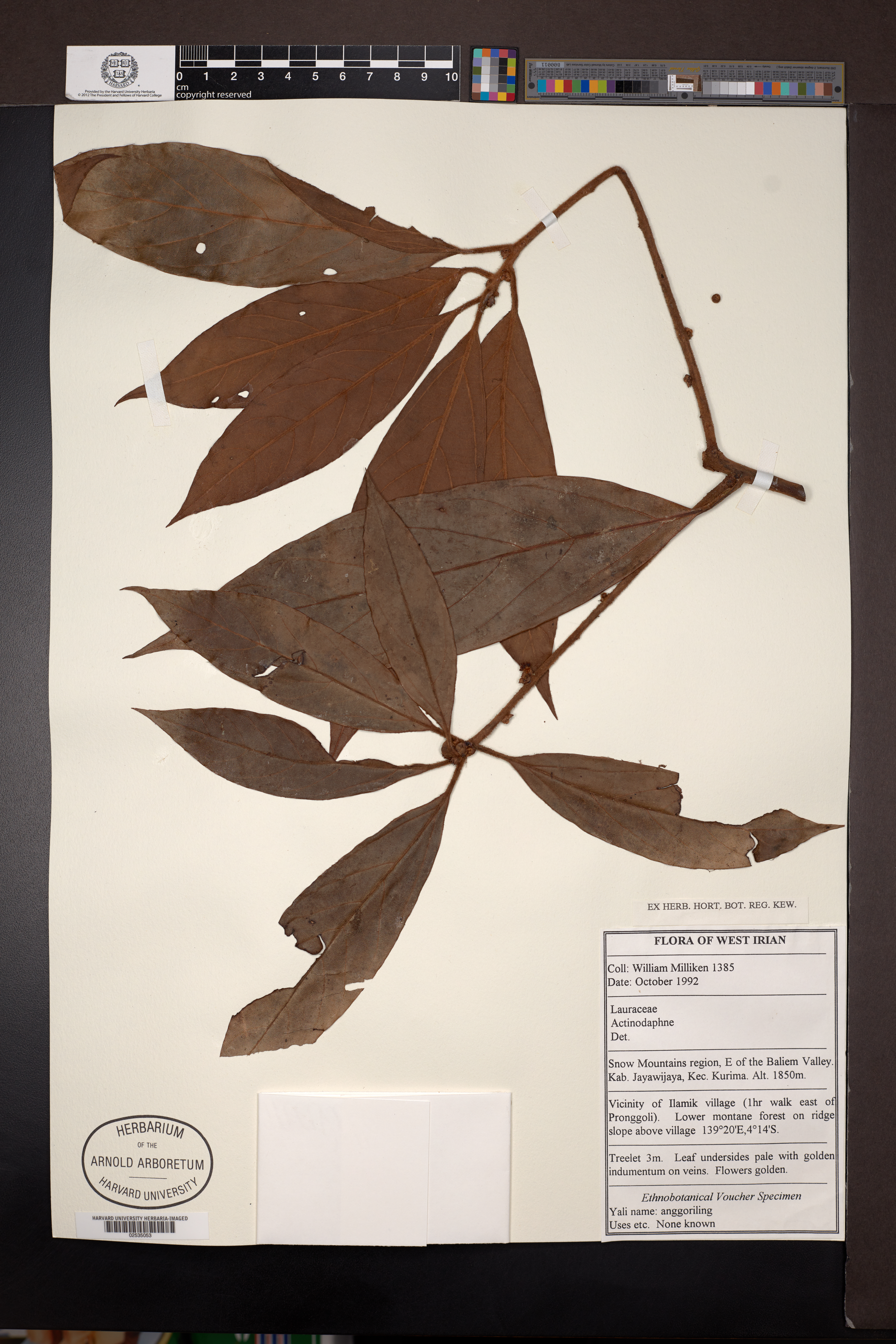 Actinodaphne Nees