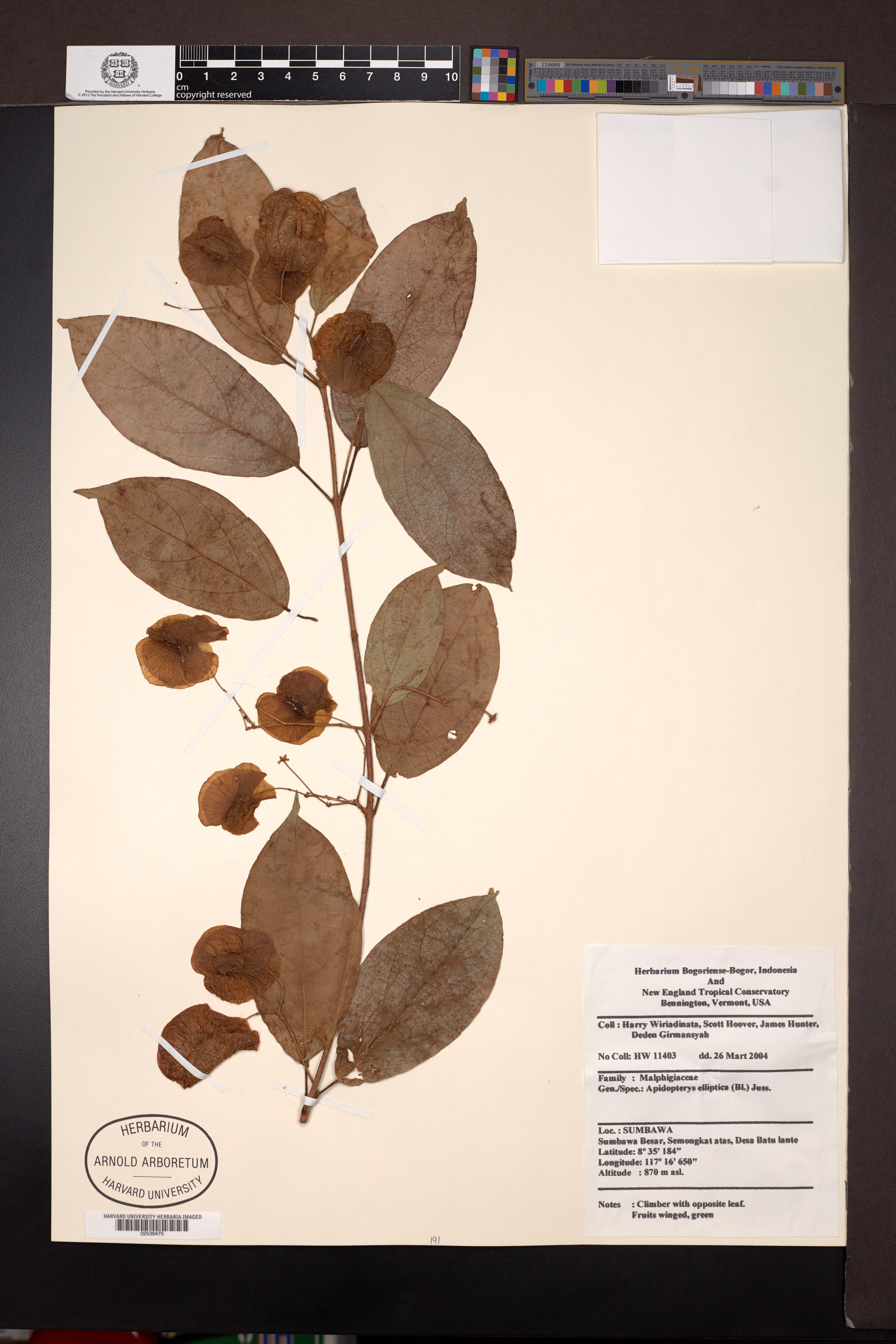 Aspidopterys elliptica (Aspidopterys elliptica)
