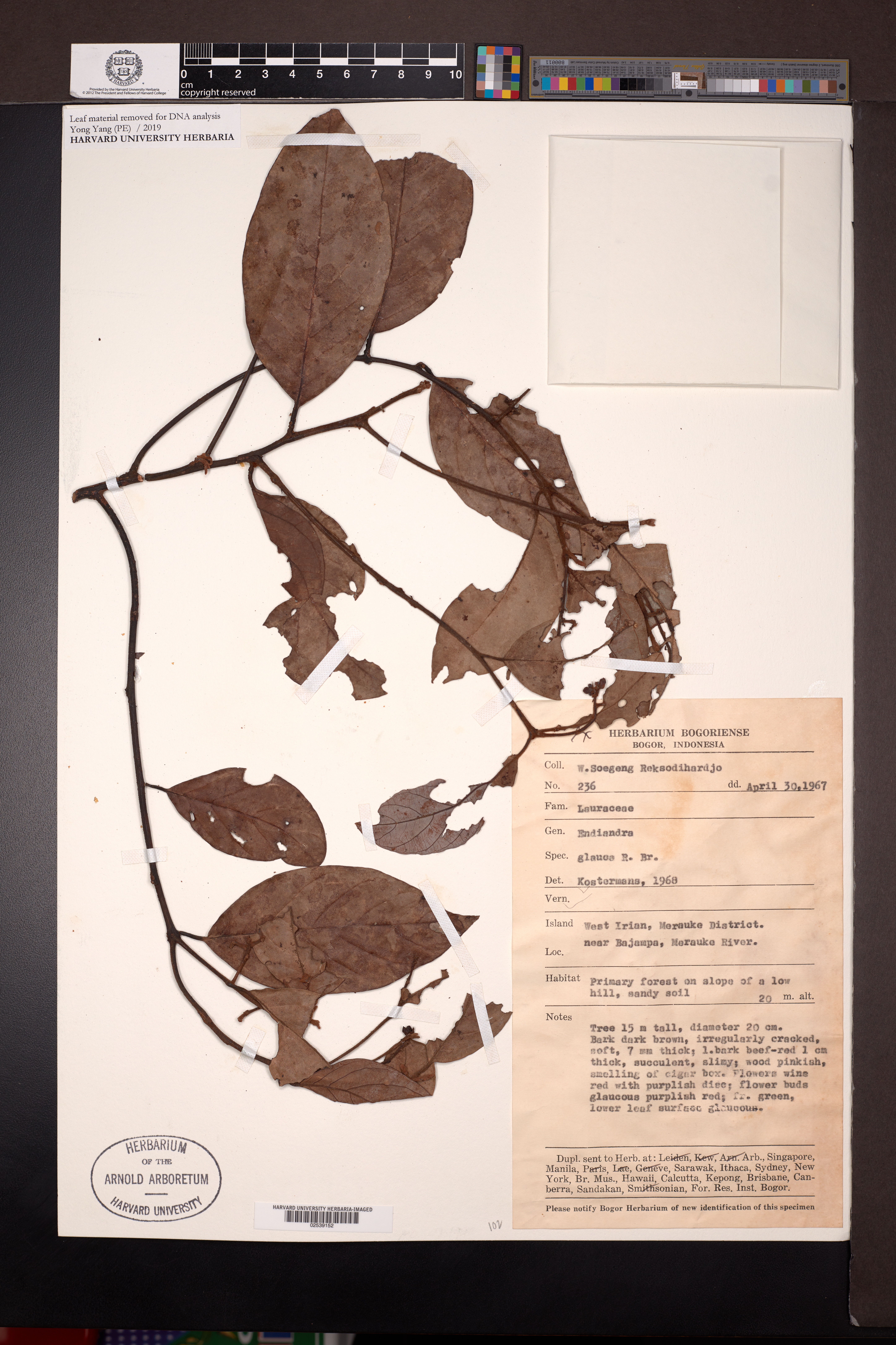 Endiandra glauca