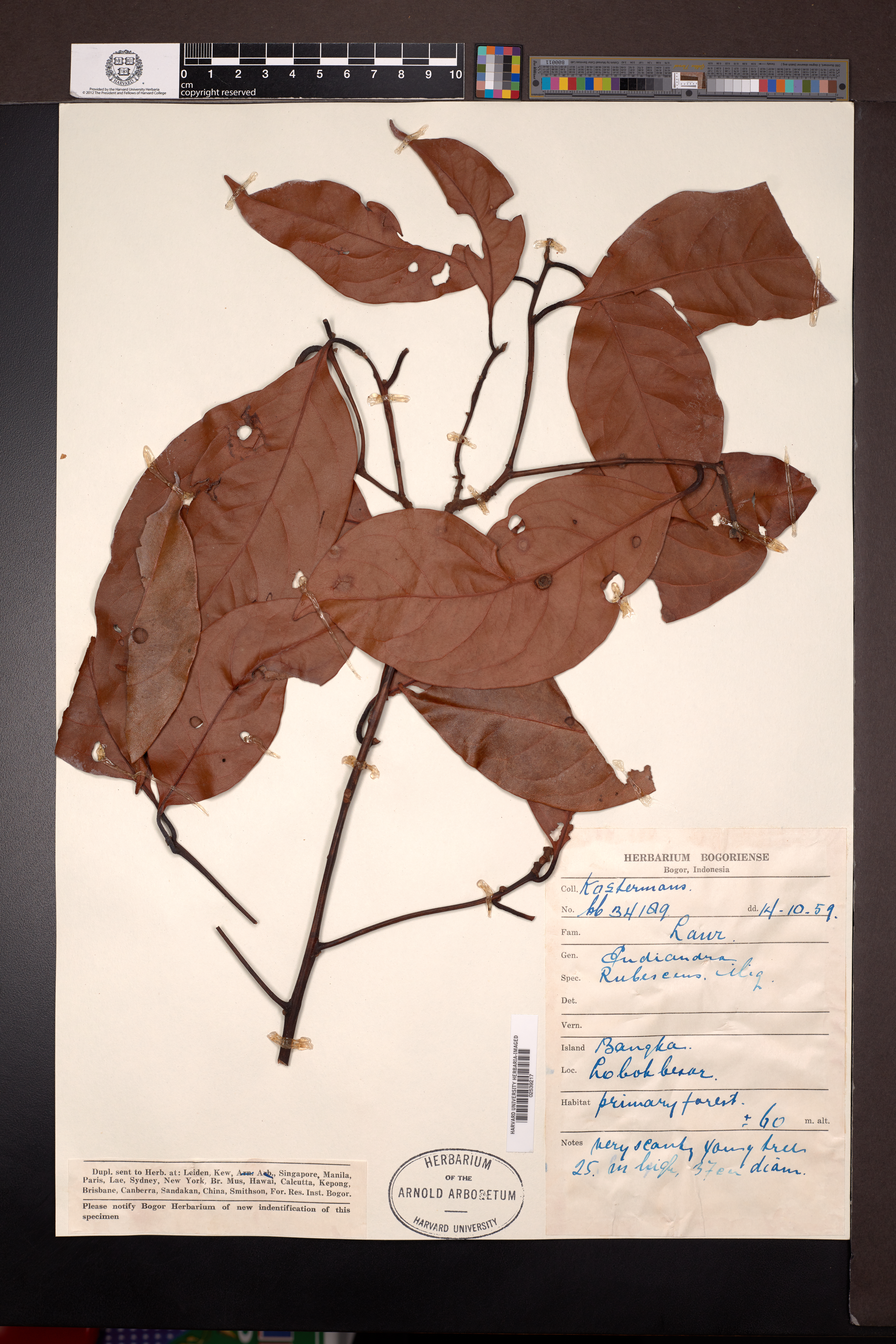 Endiandra rubescens