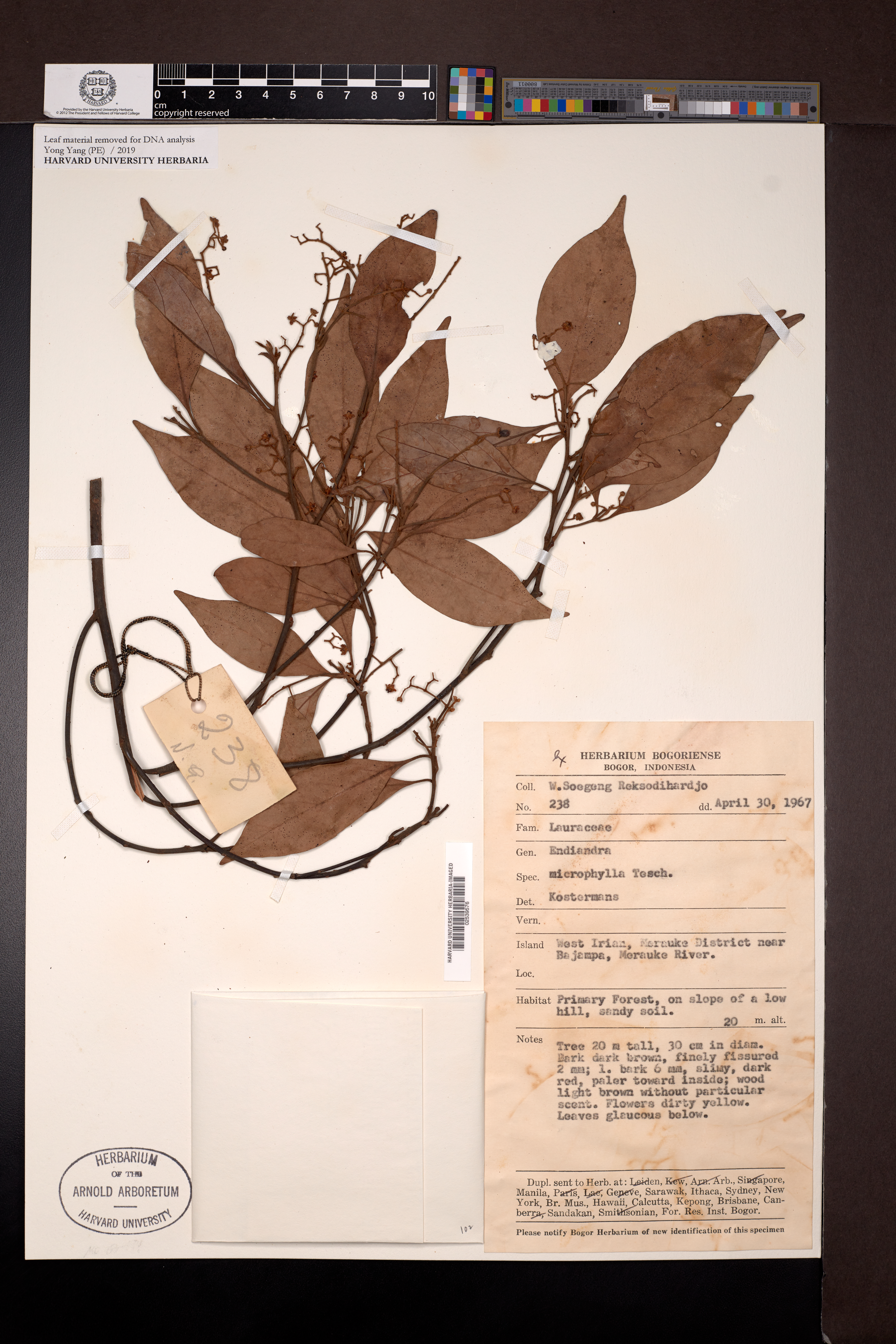 Endiandra microphylla