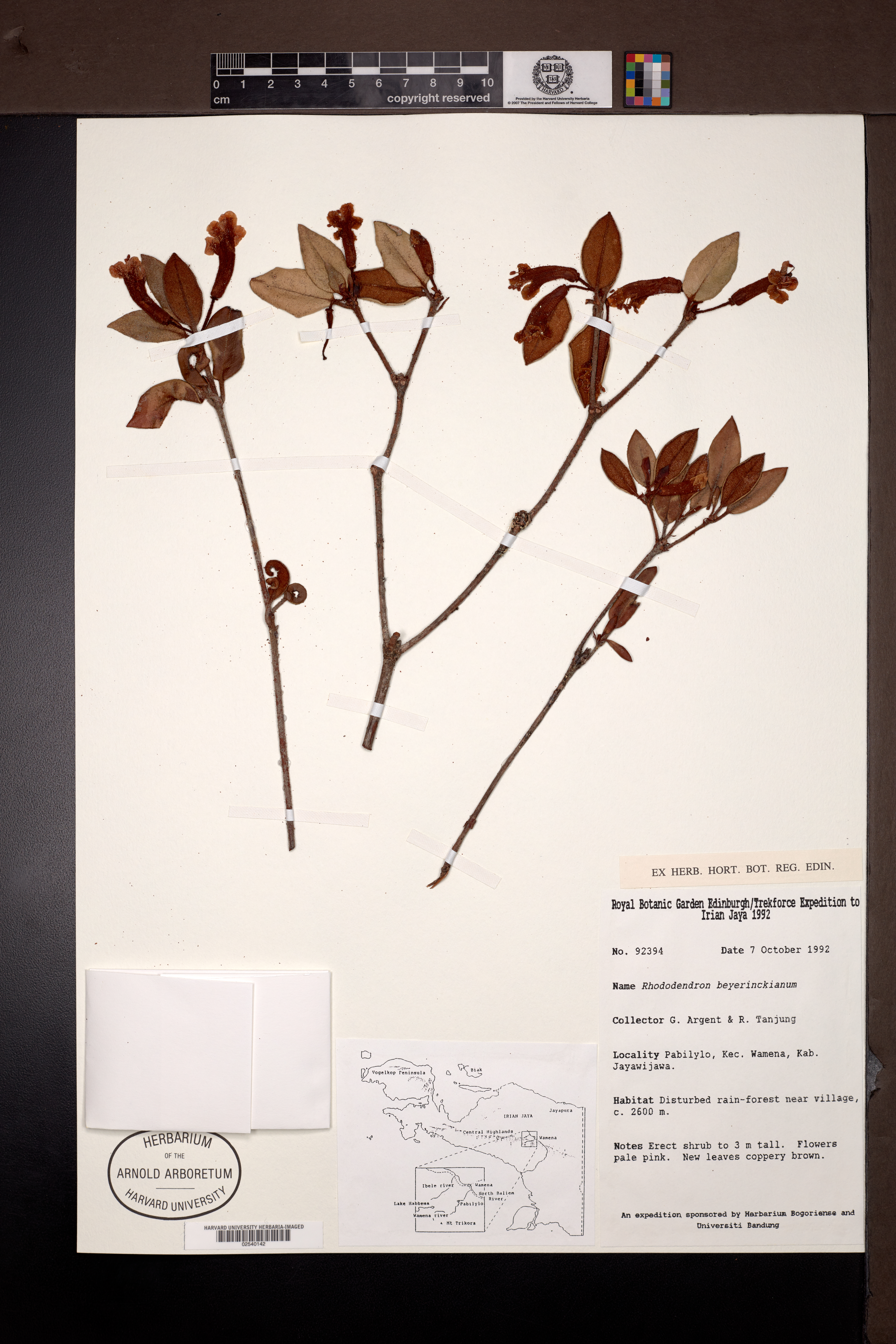 Rhododendron beyerinckianum