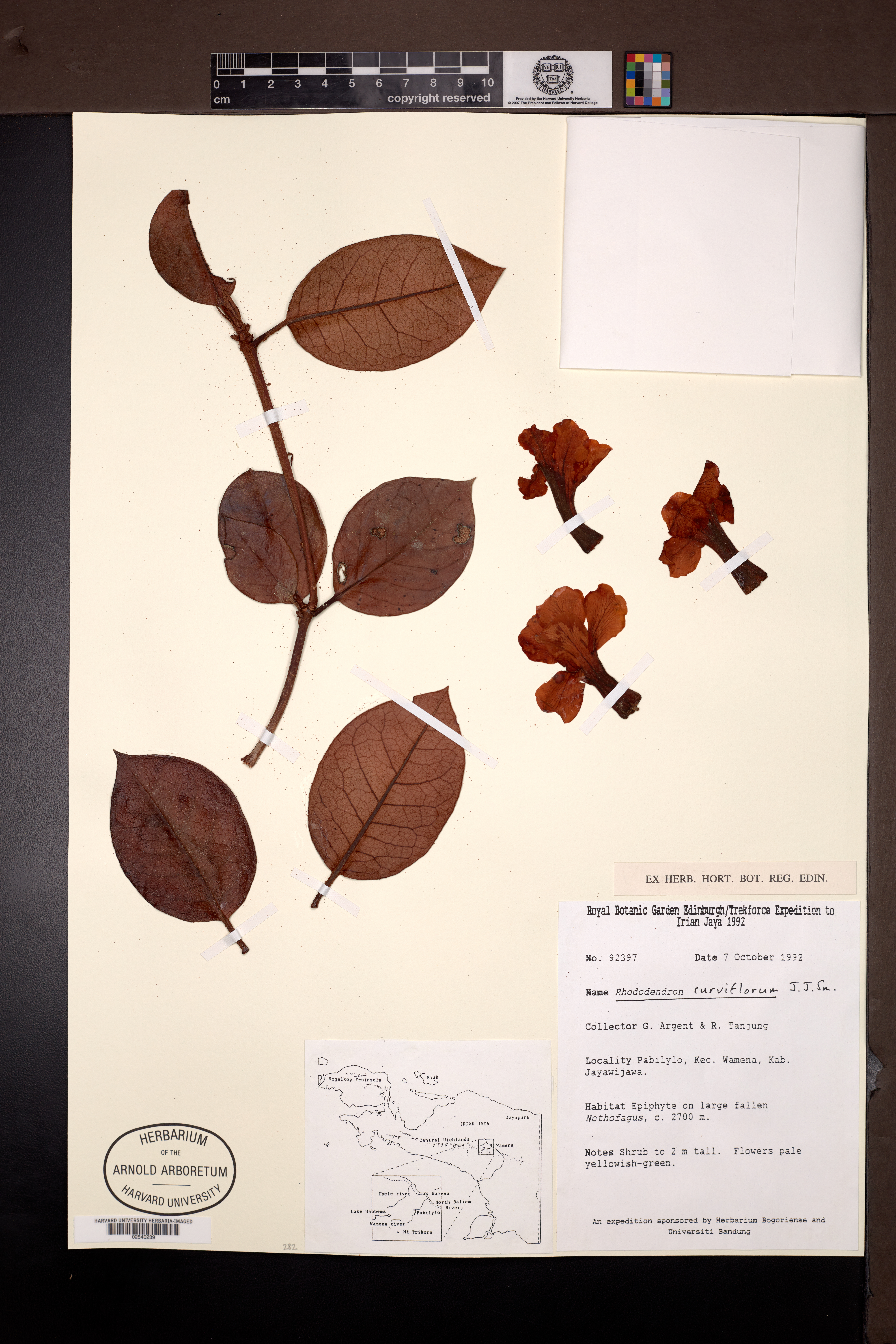 Rhododendron curviflorum