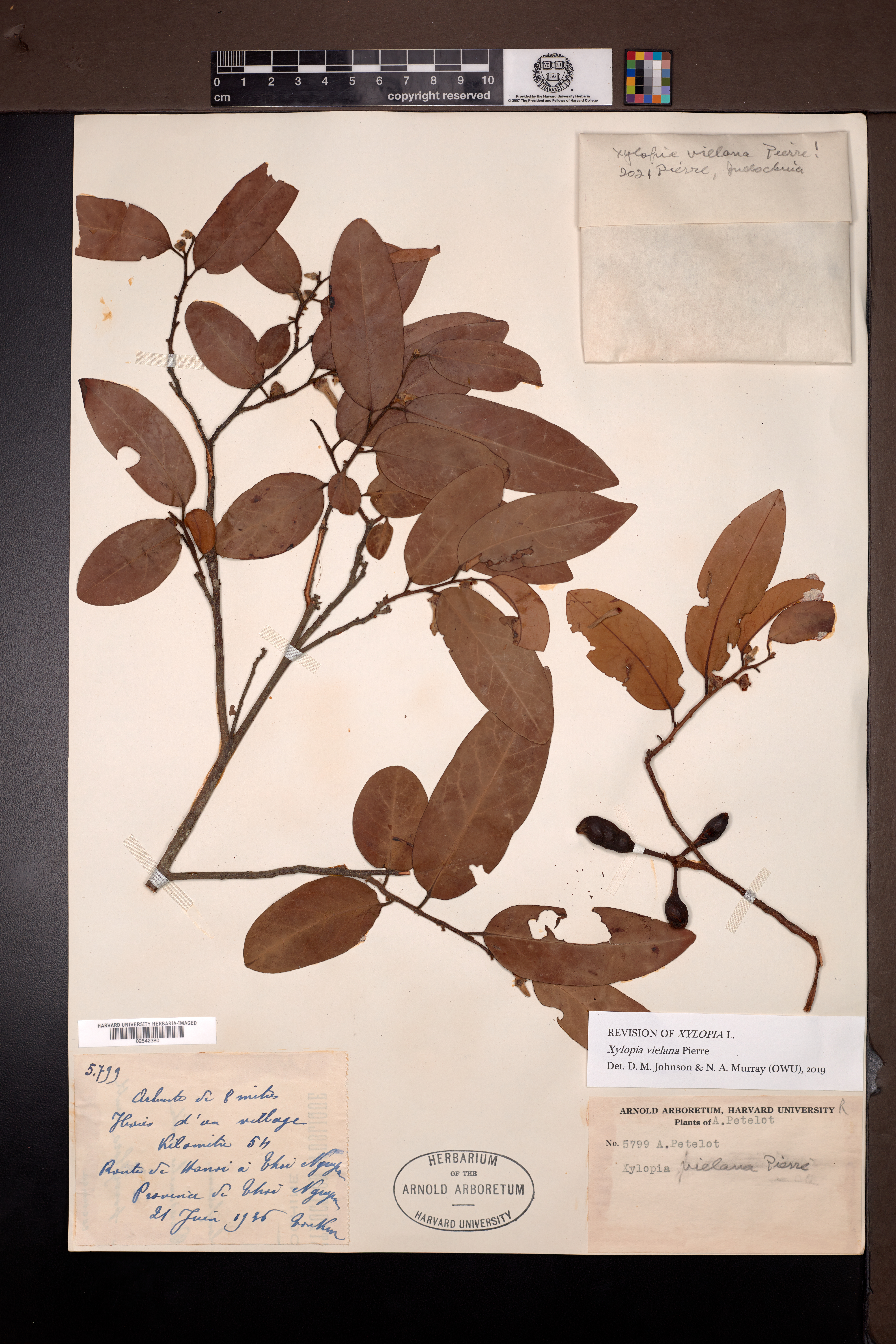 Xylopia villosa (Xylopia villosa)
