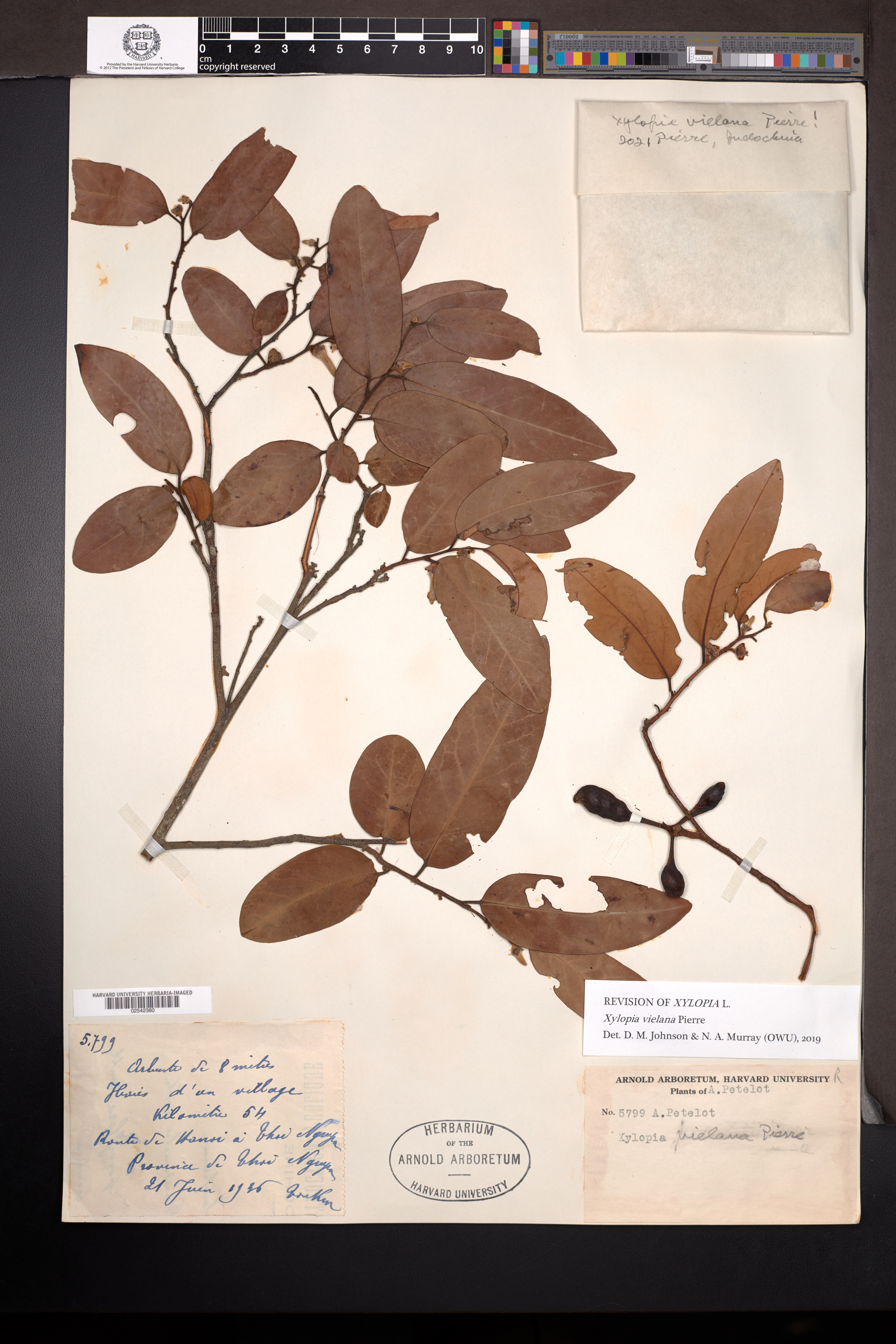 Xylopia villosa — ảnh 2