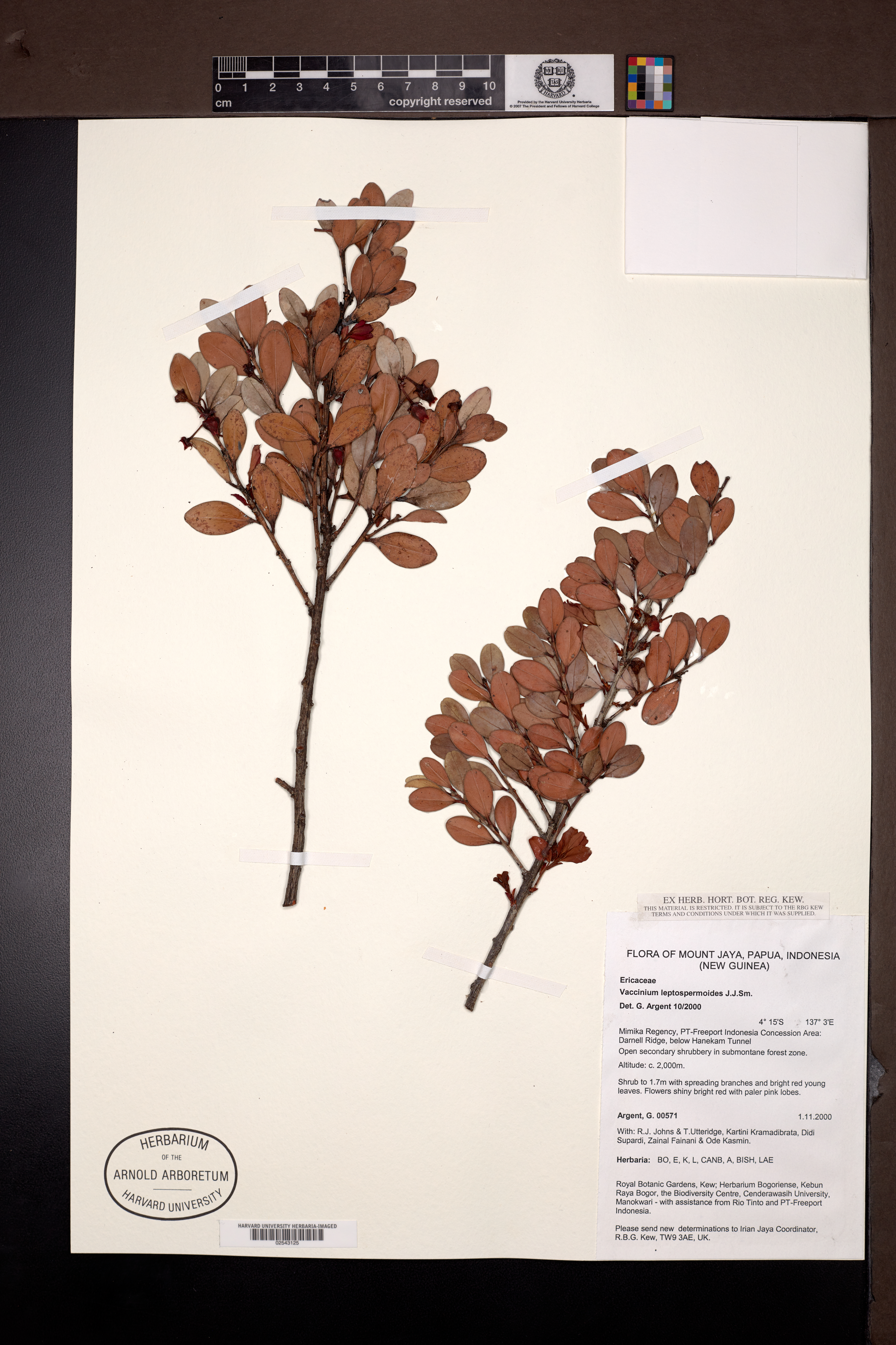 Vaccinium leptospermoides