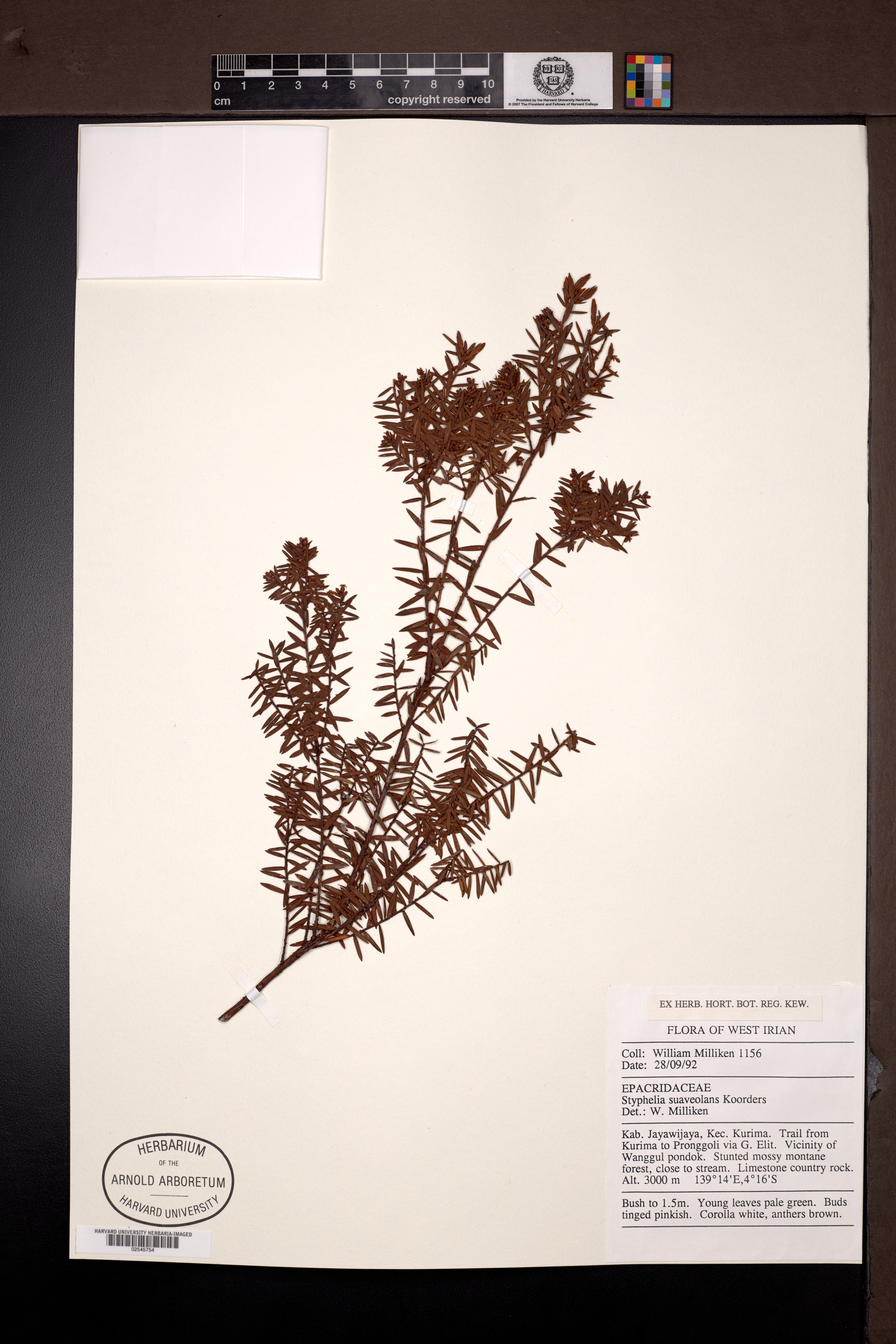 Acrothamnus suaveolens