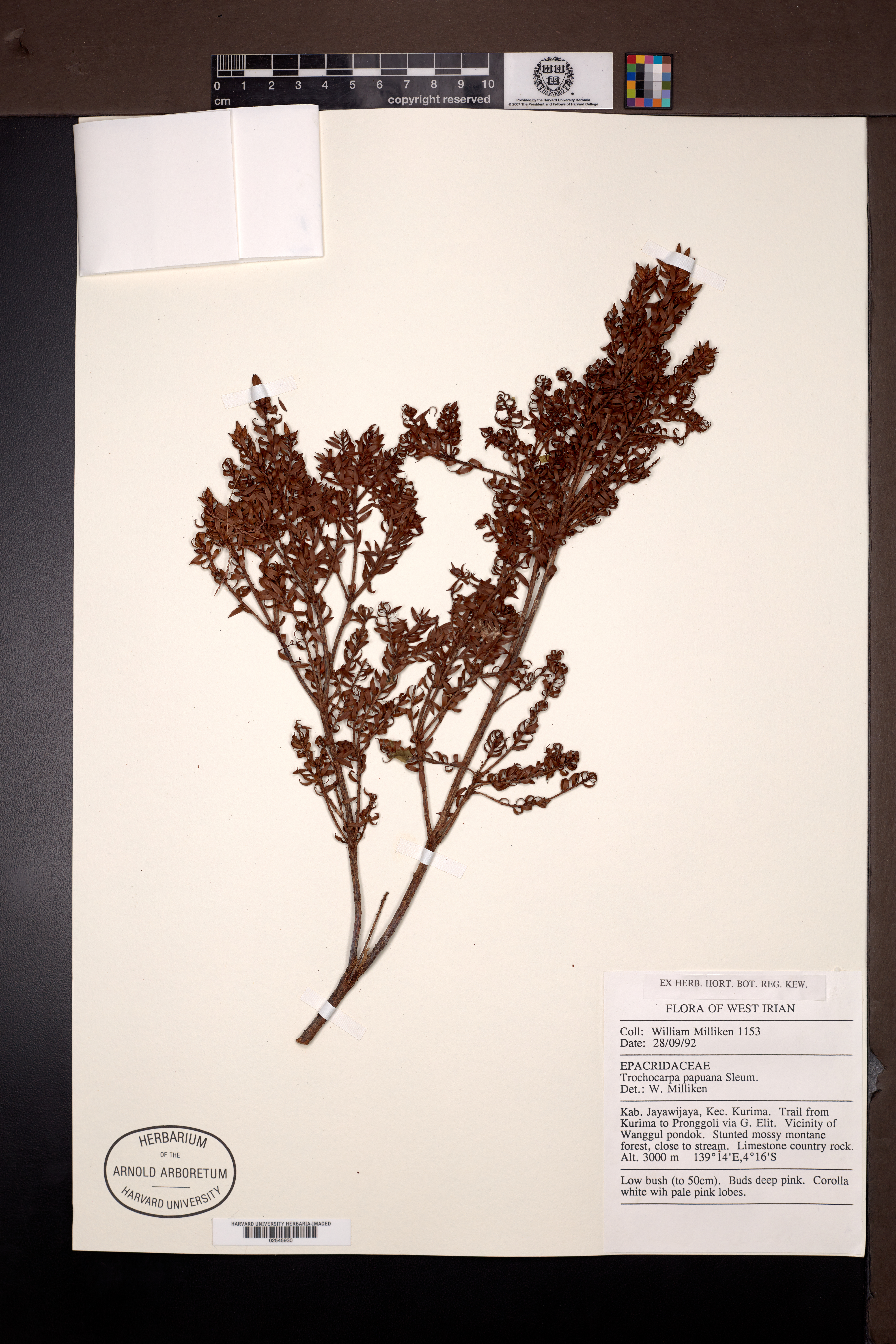 Trochocarpa papuana