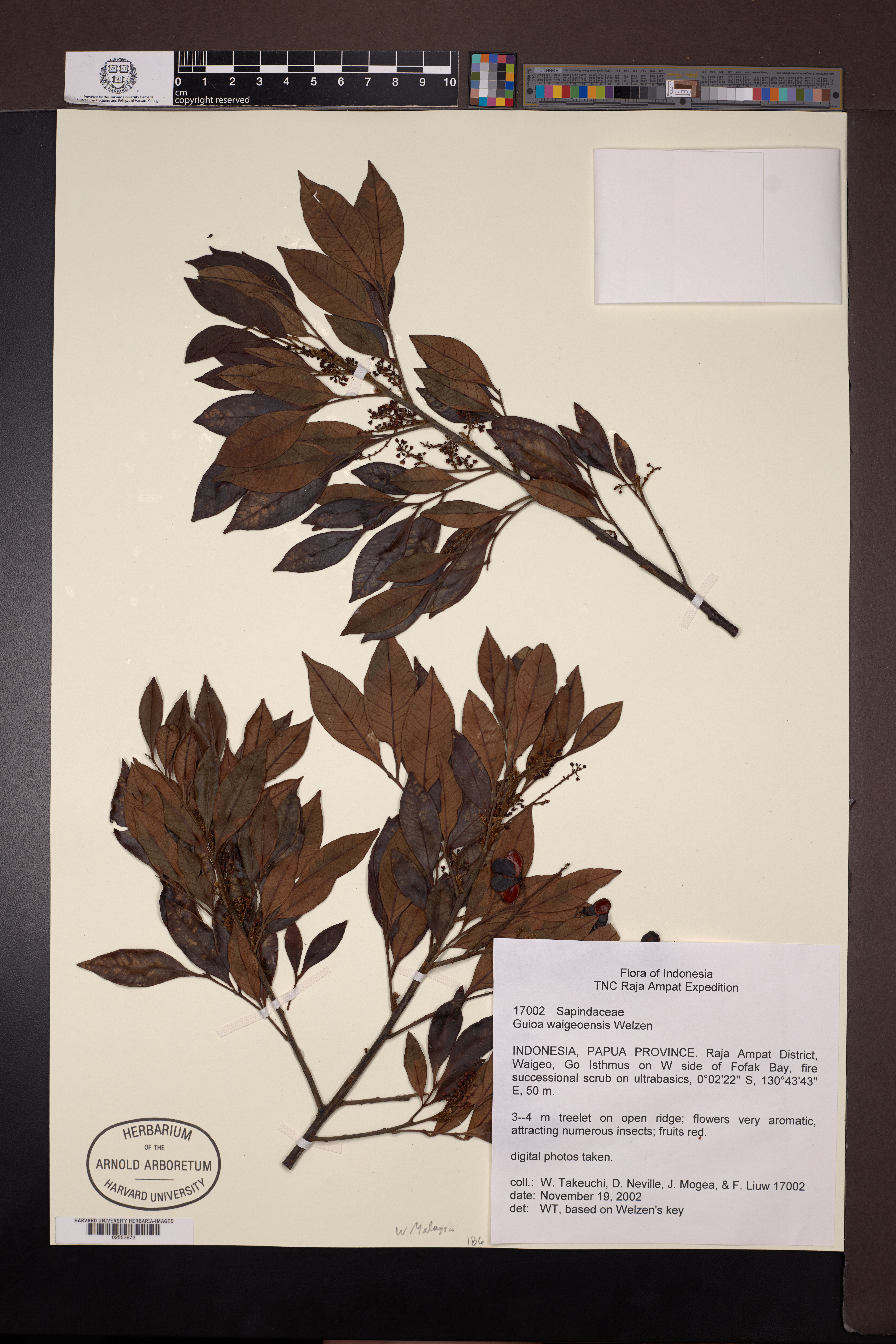 Guioa waigeoensis