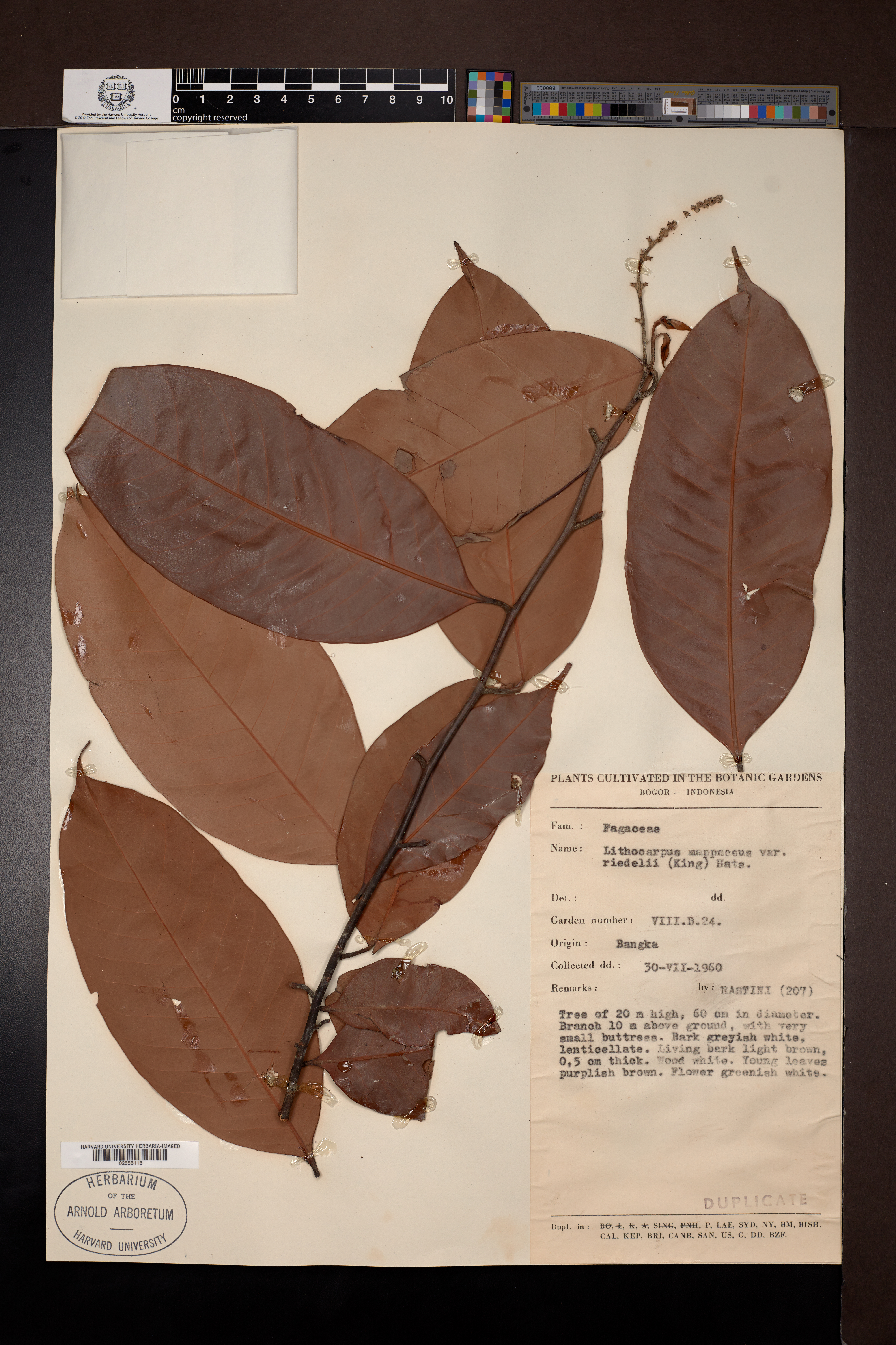 Lithocarpus sundaicus