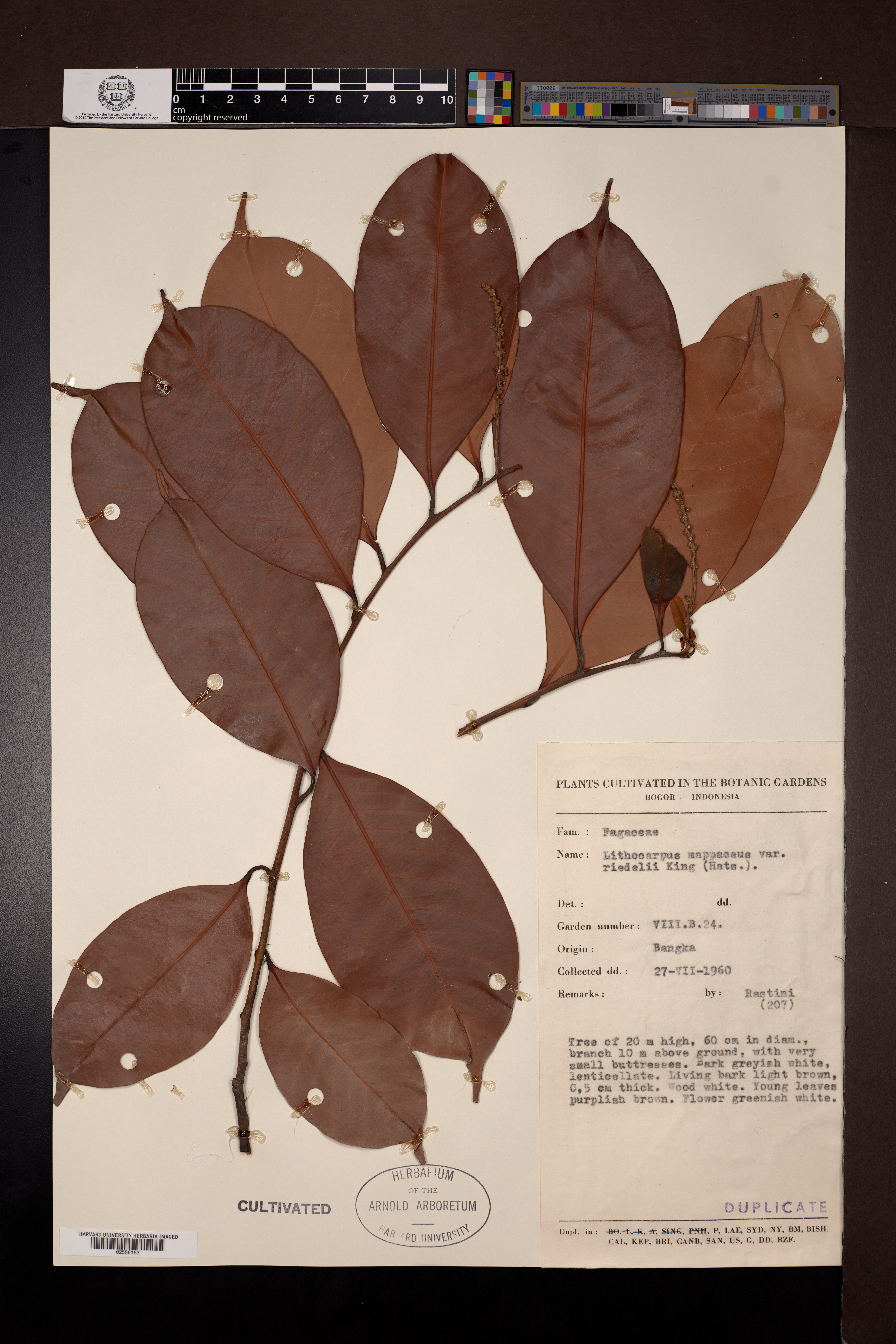 Lithocarpus sundaicus
