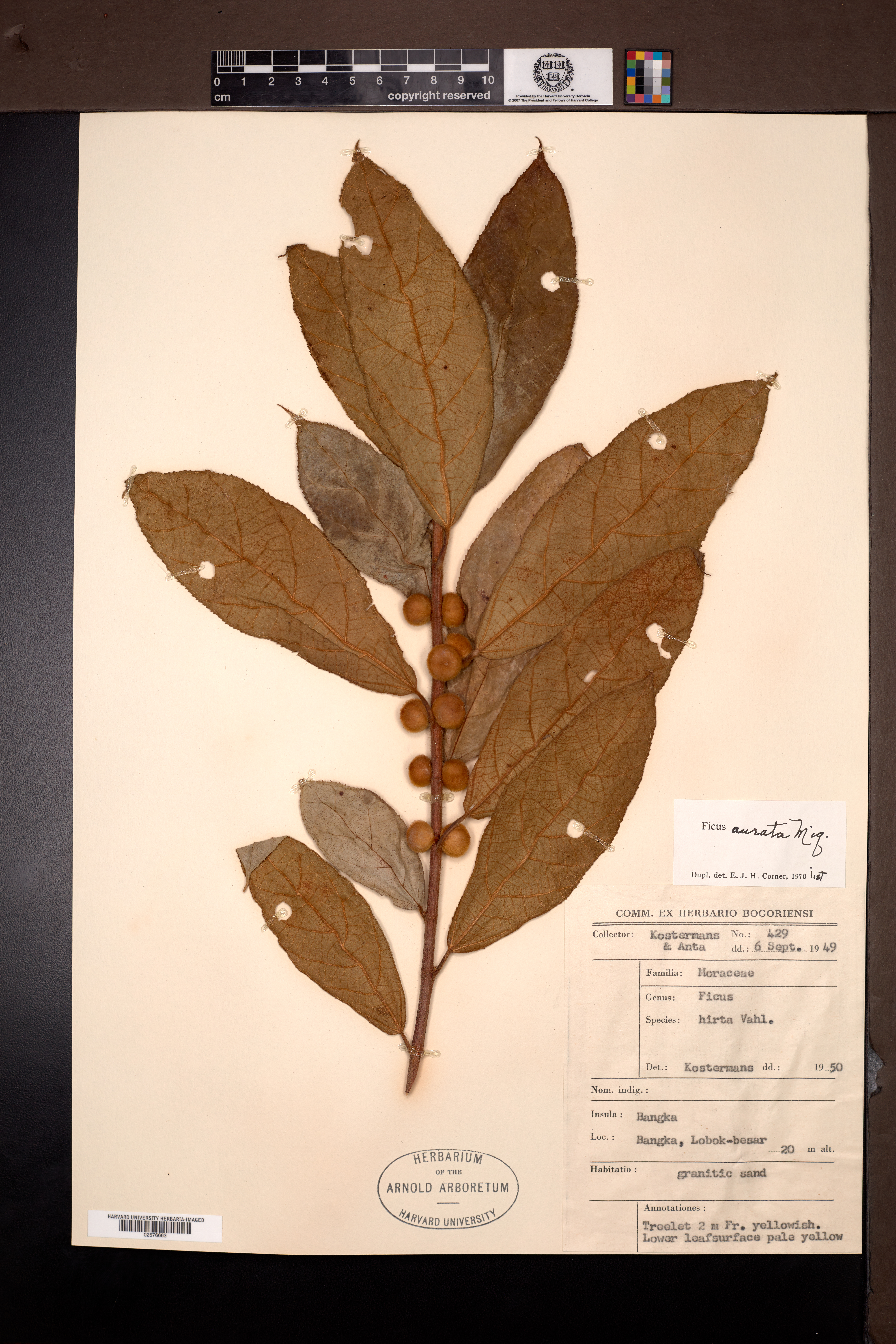 Ficus aurata