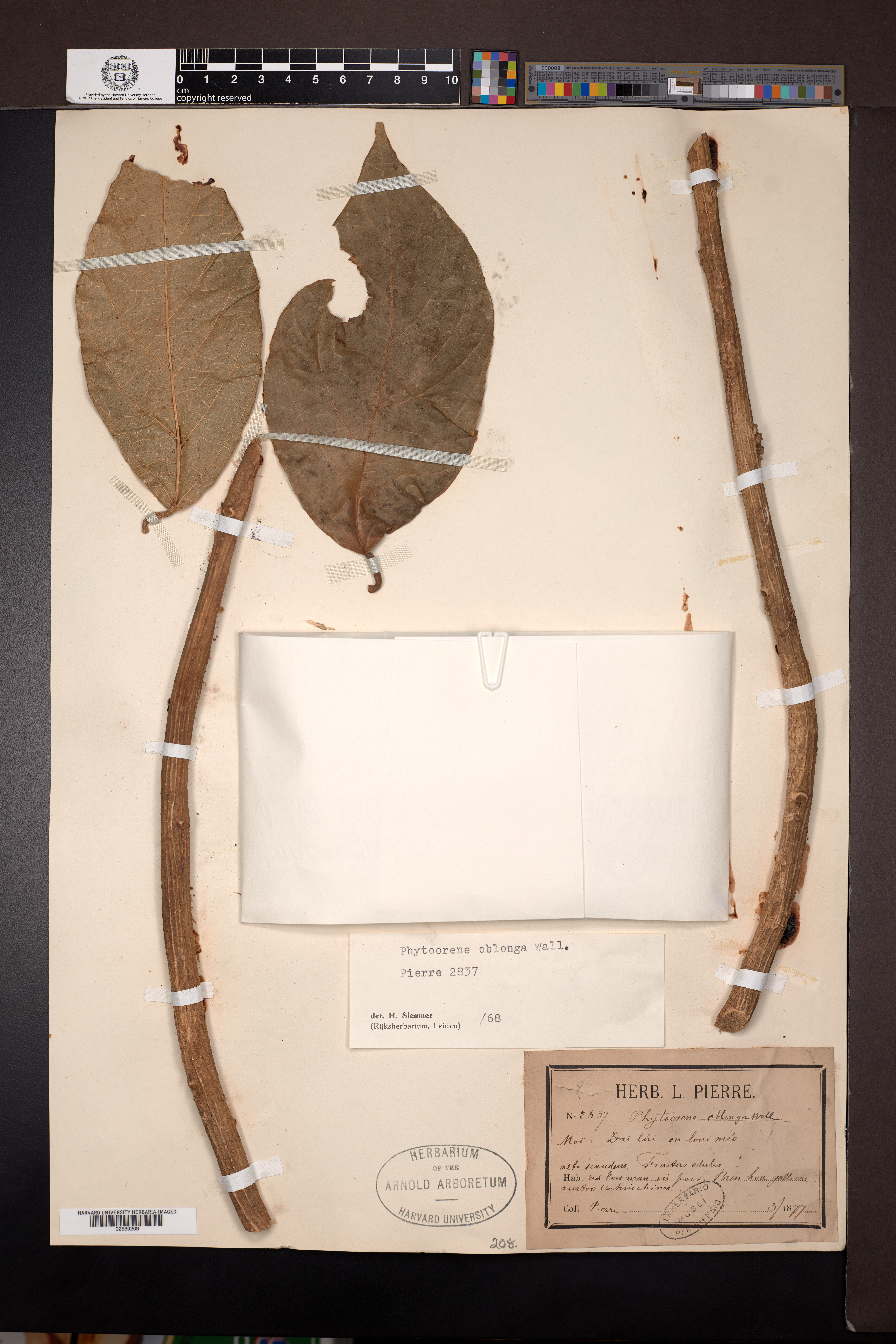 Phytocrene racemosa (Phytocrene racemosa)