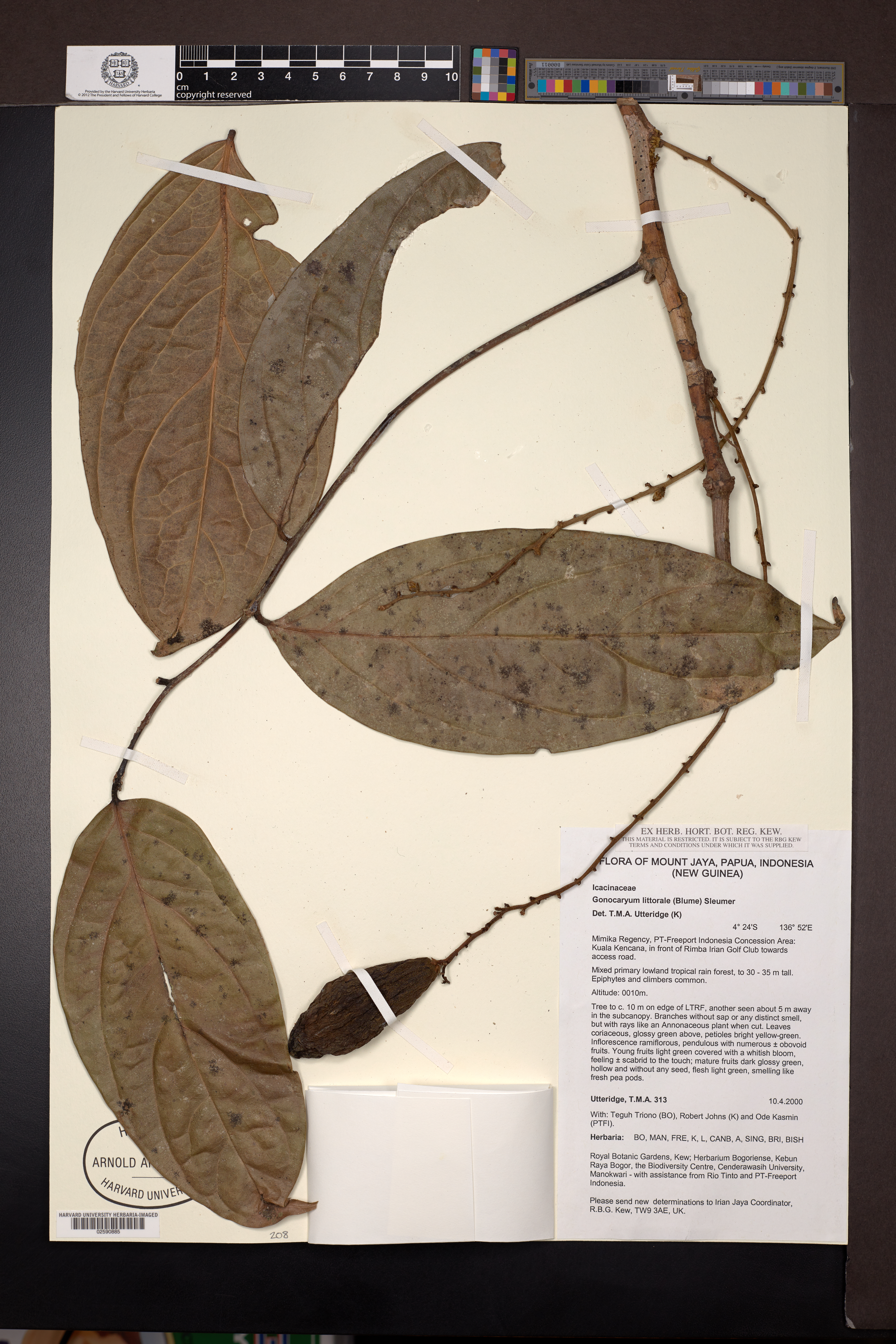 Gonocaryum litorale