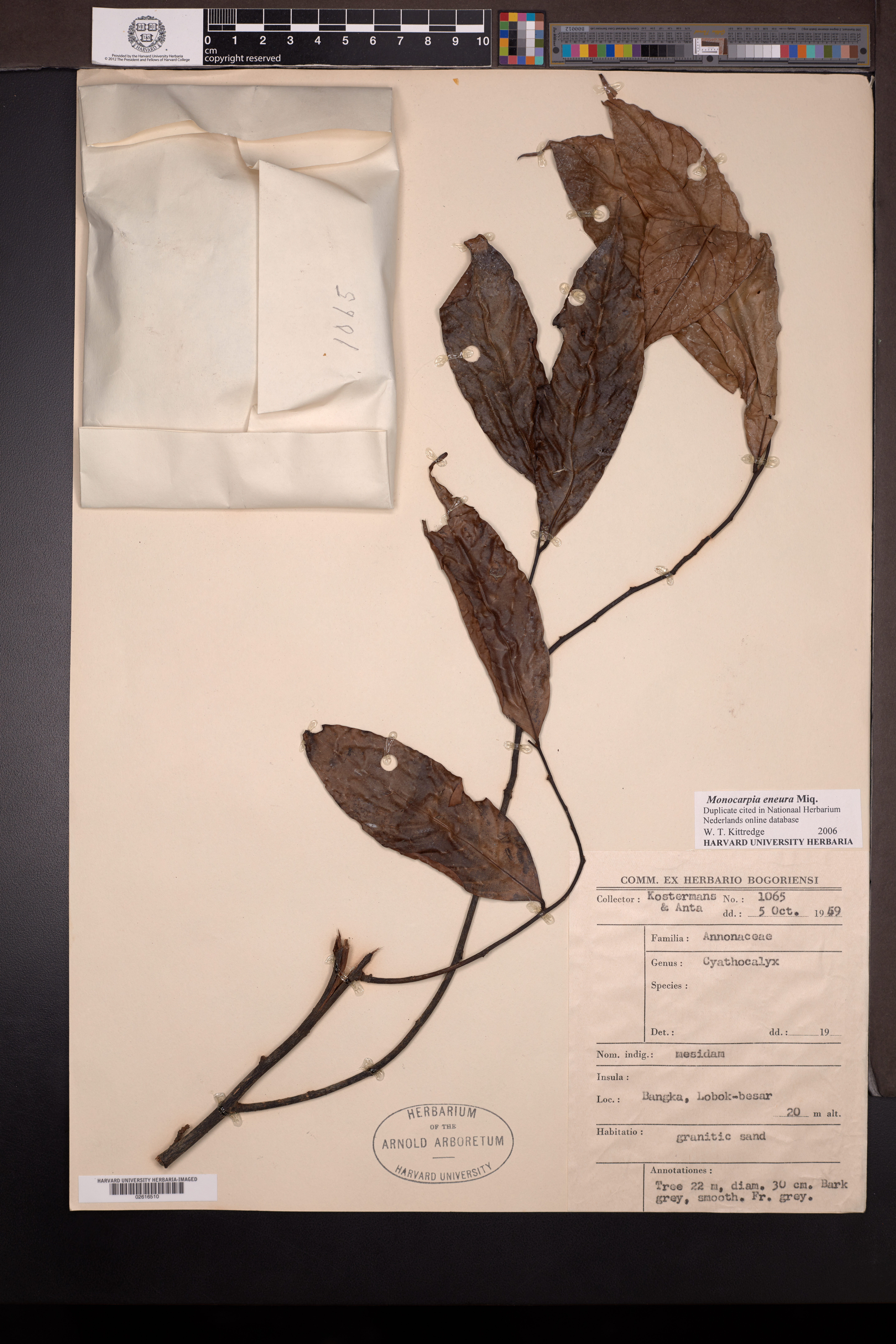Monocarpia euneura