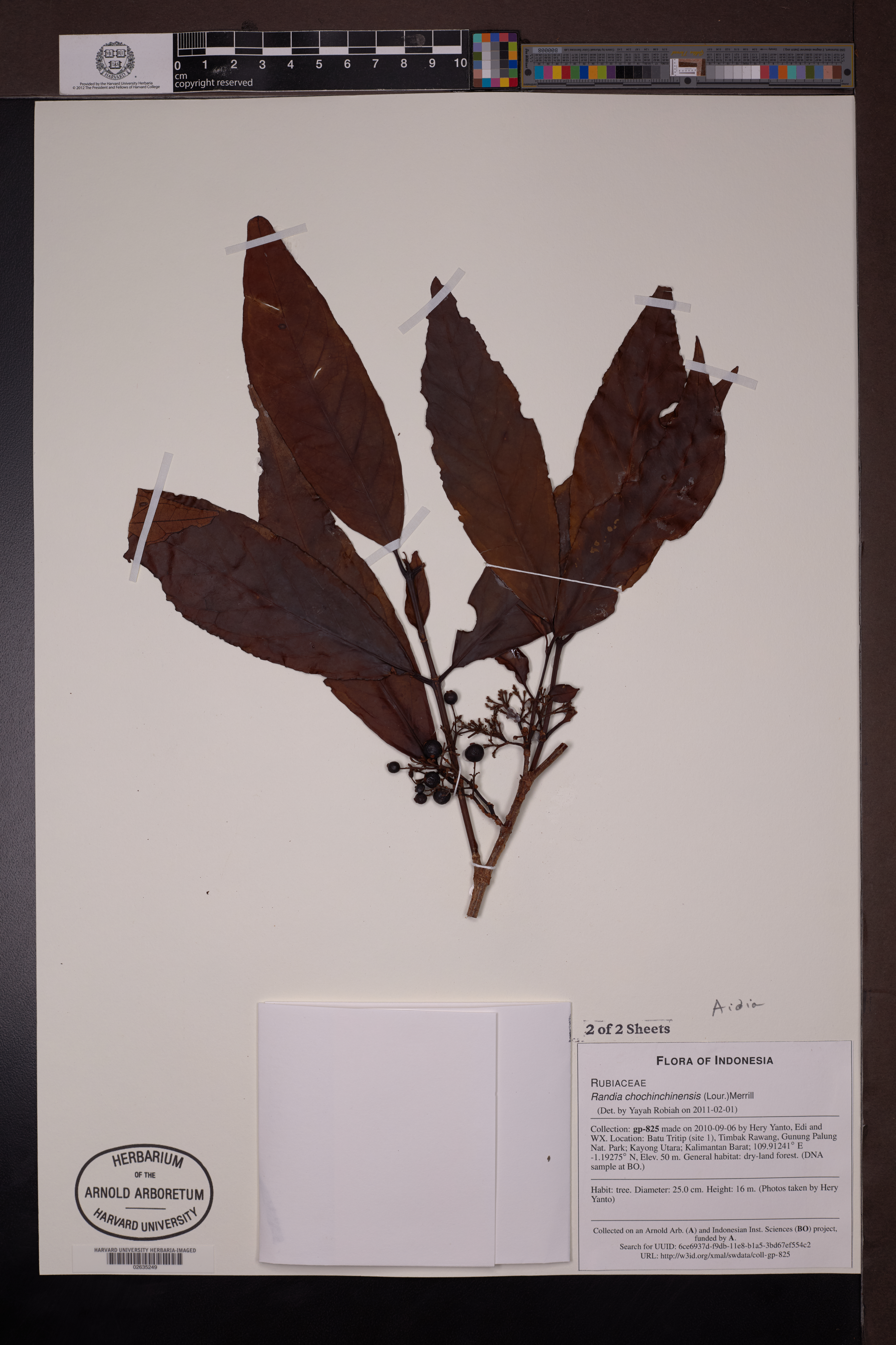 Aidia cochinchinensis (Aidia cochinchinensis)