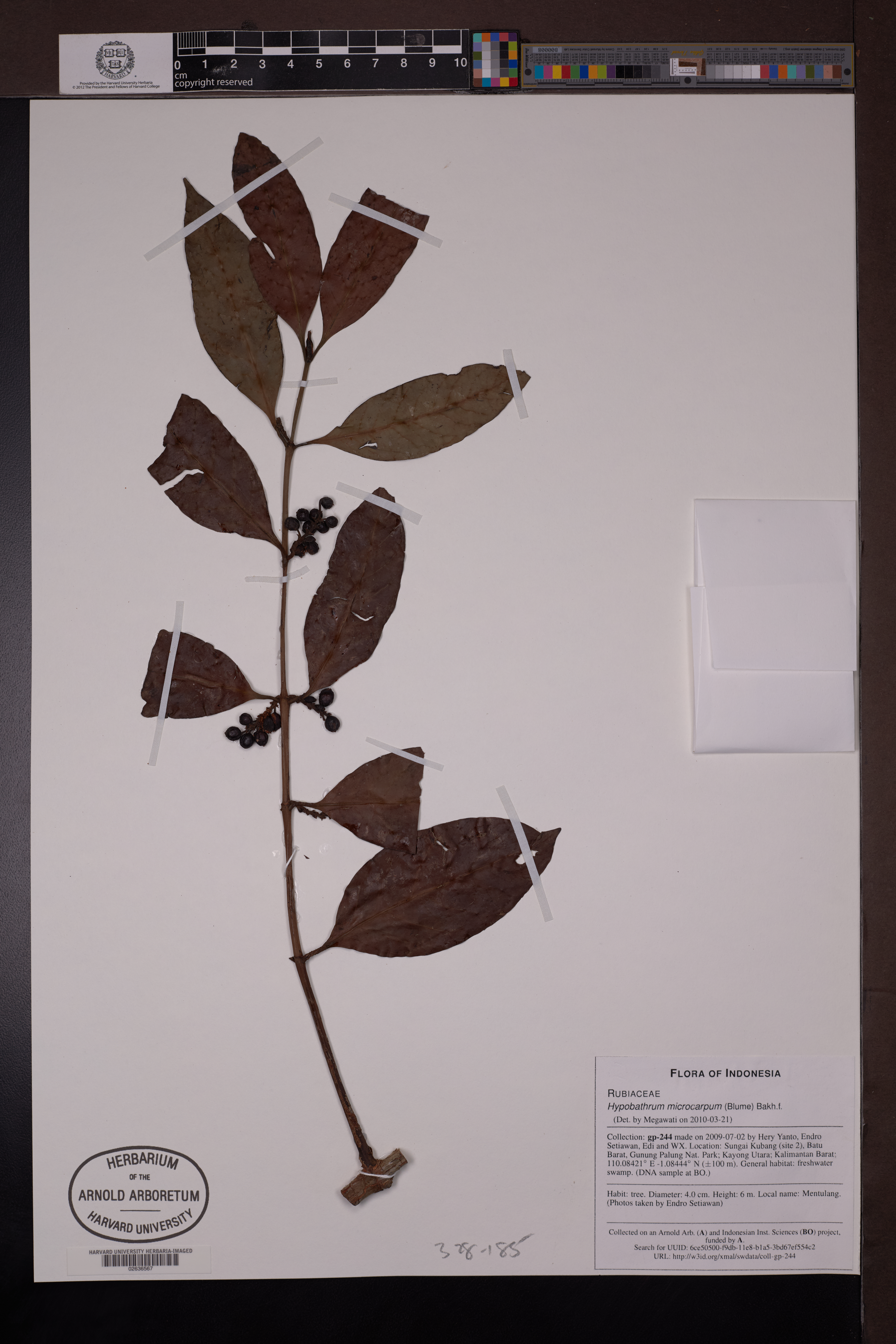 Hypobathrum microcarpum (Hypobathrum microcarpum)