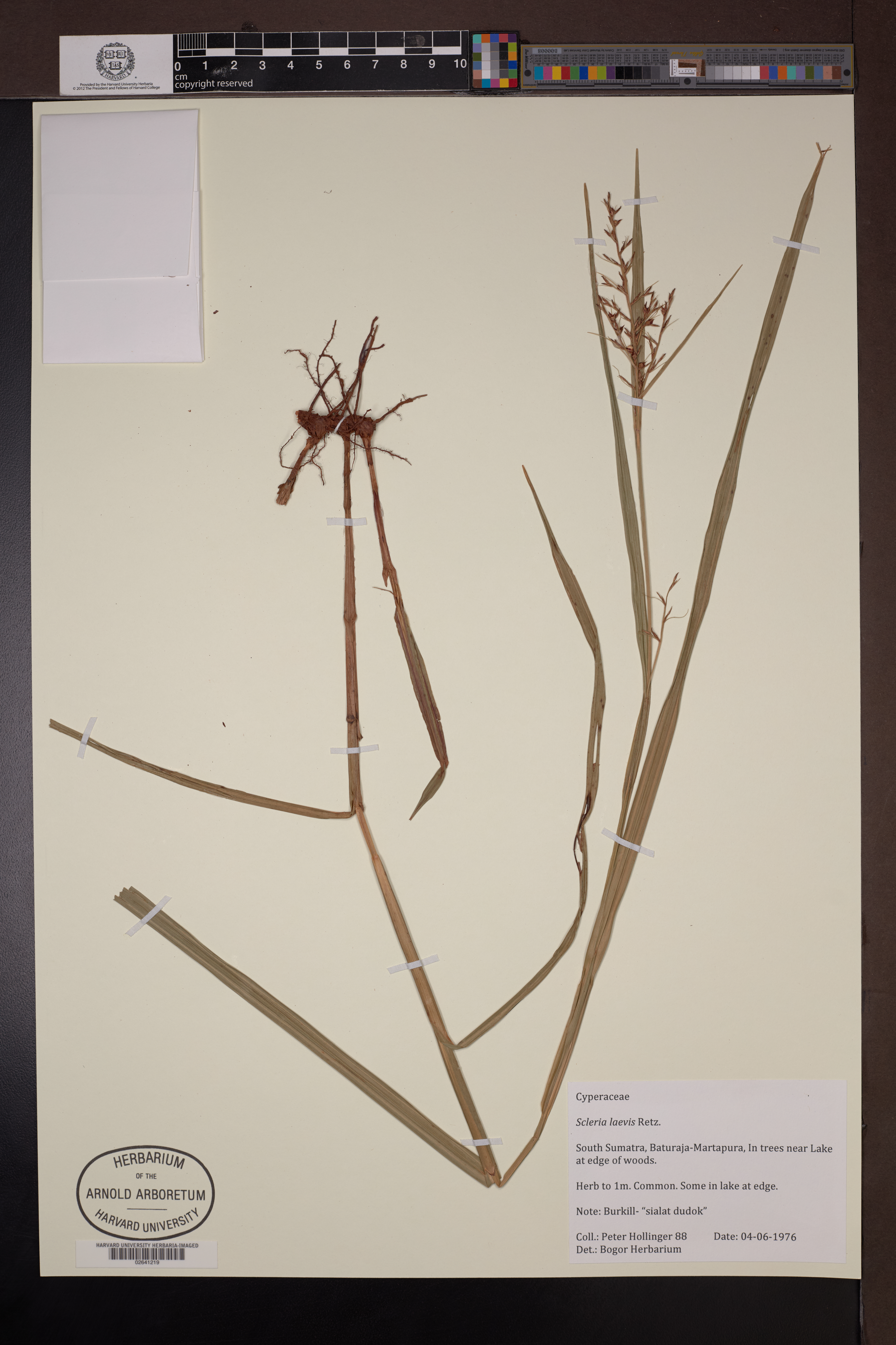 Scleria laevis (Scleria laevis)