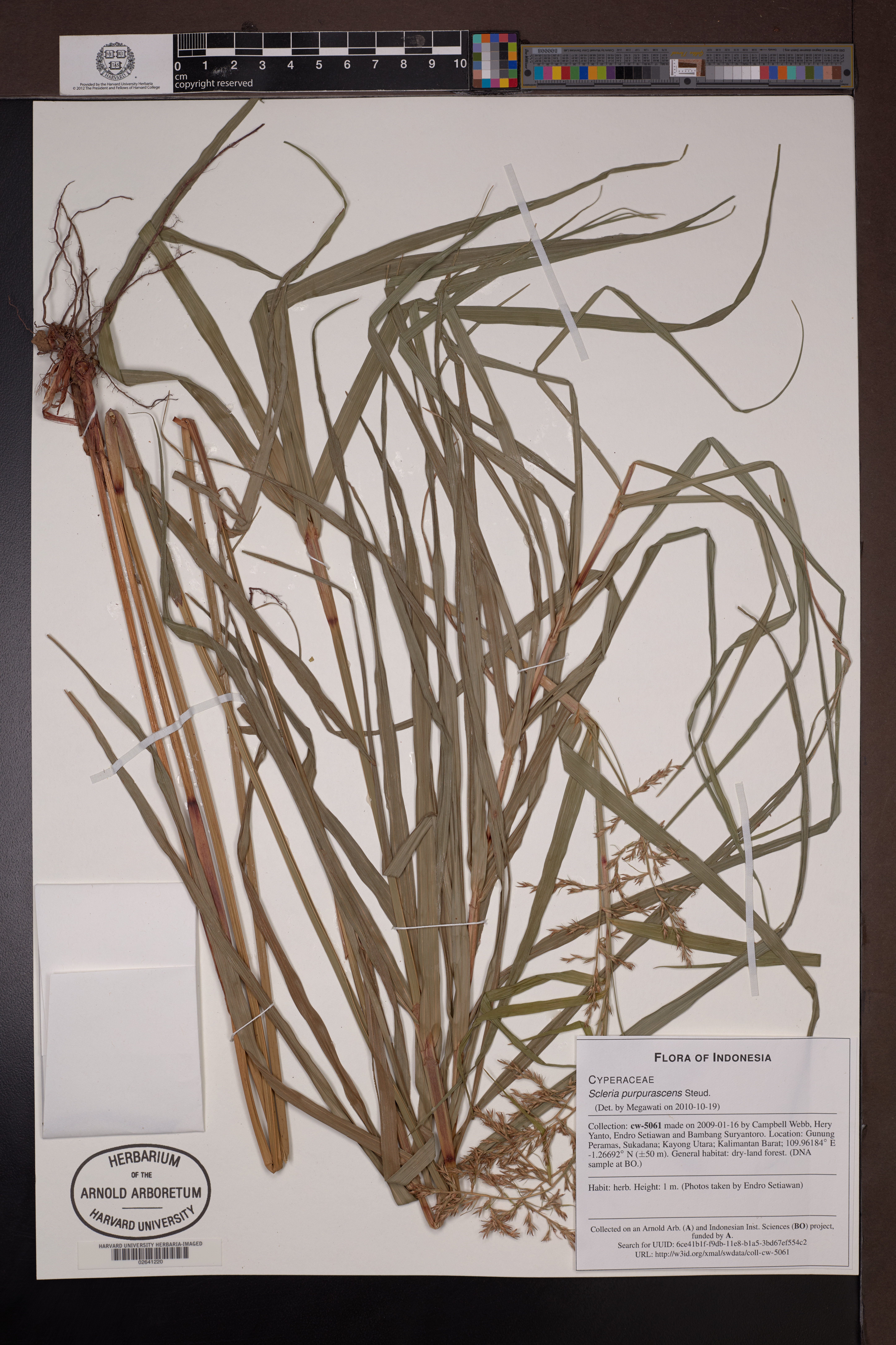 Scleria purpurascens (Scleria purpurascens)