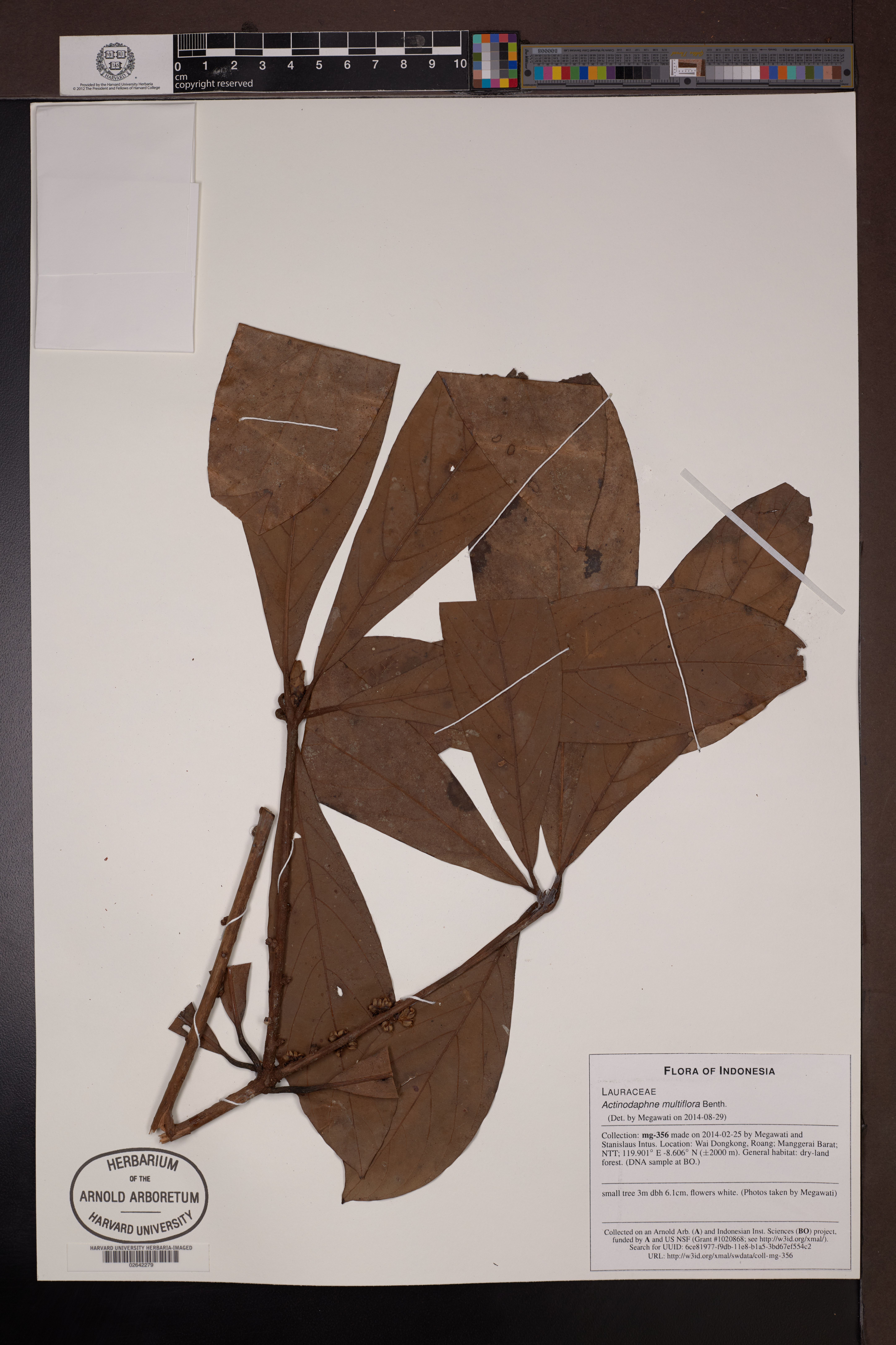 Actinodaphne multiflora (Actinodaphne multiflora)