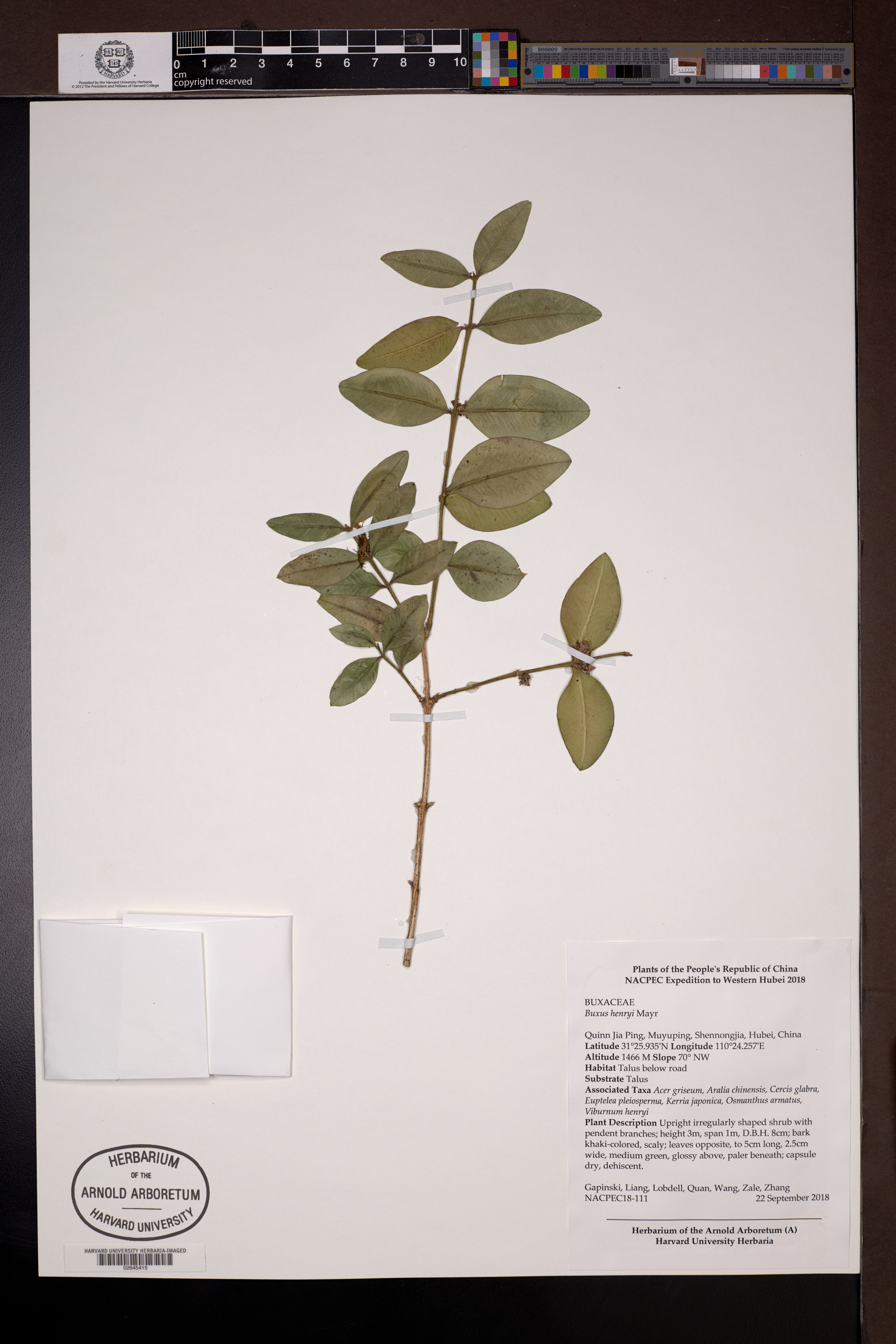 Buxus henryi (Buxus henryi)