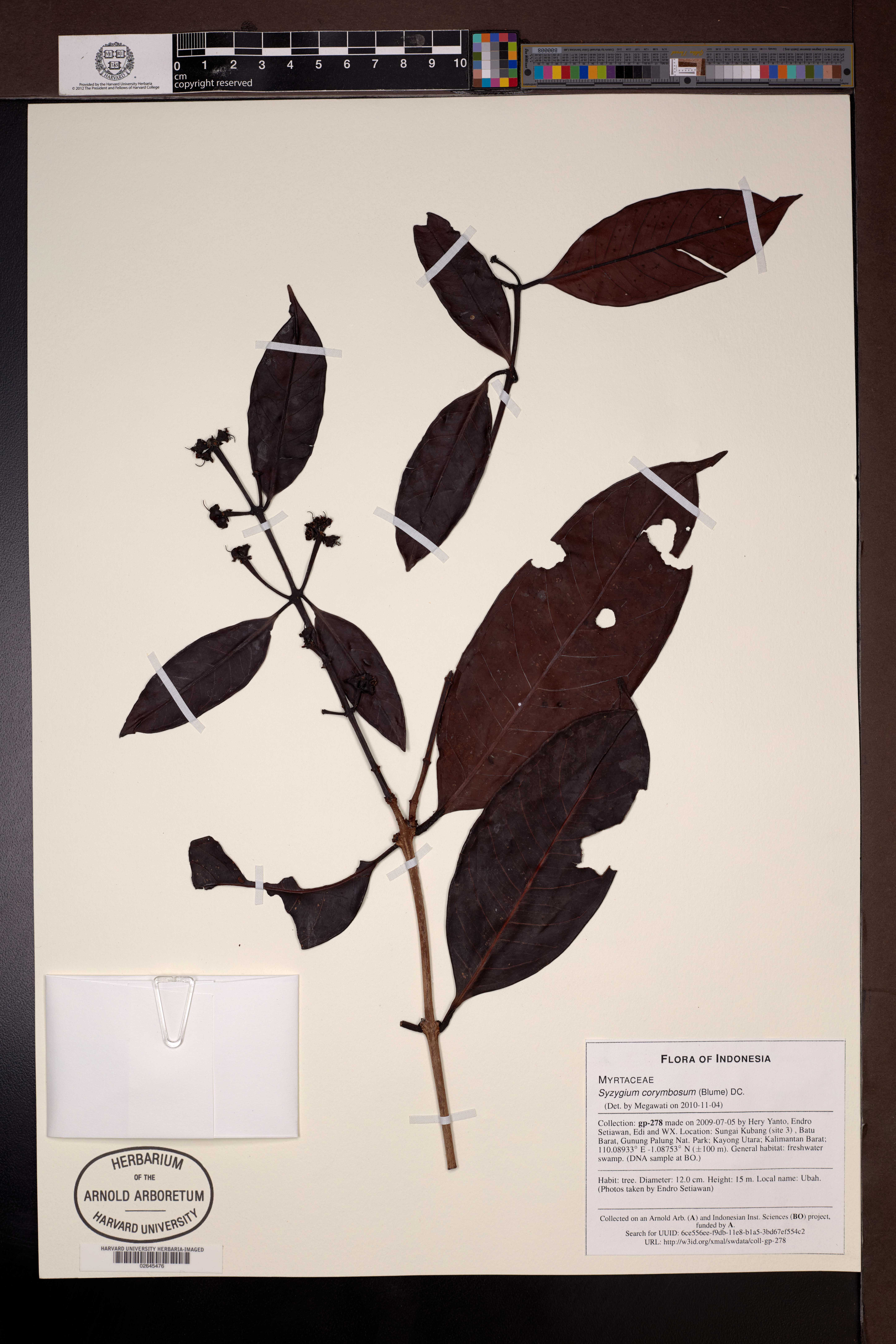 Syzygium corymbosum (Syzygium corymbosum)