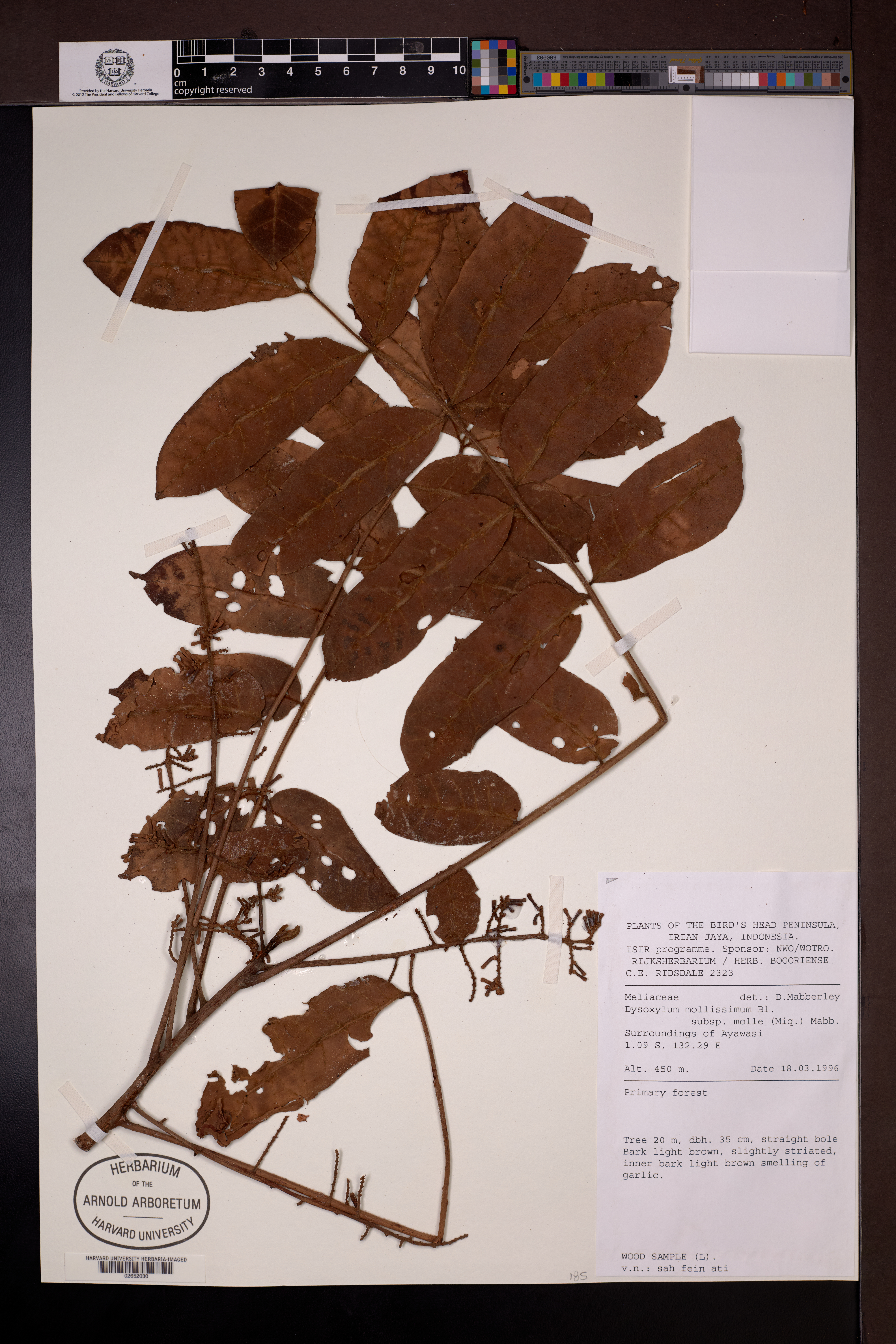 Didymocheton mollis