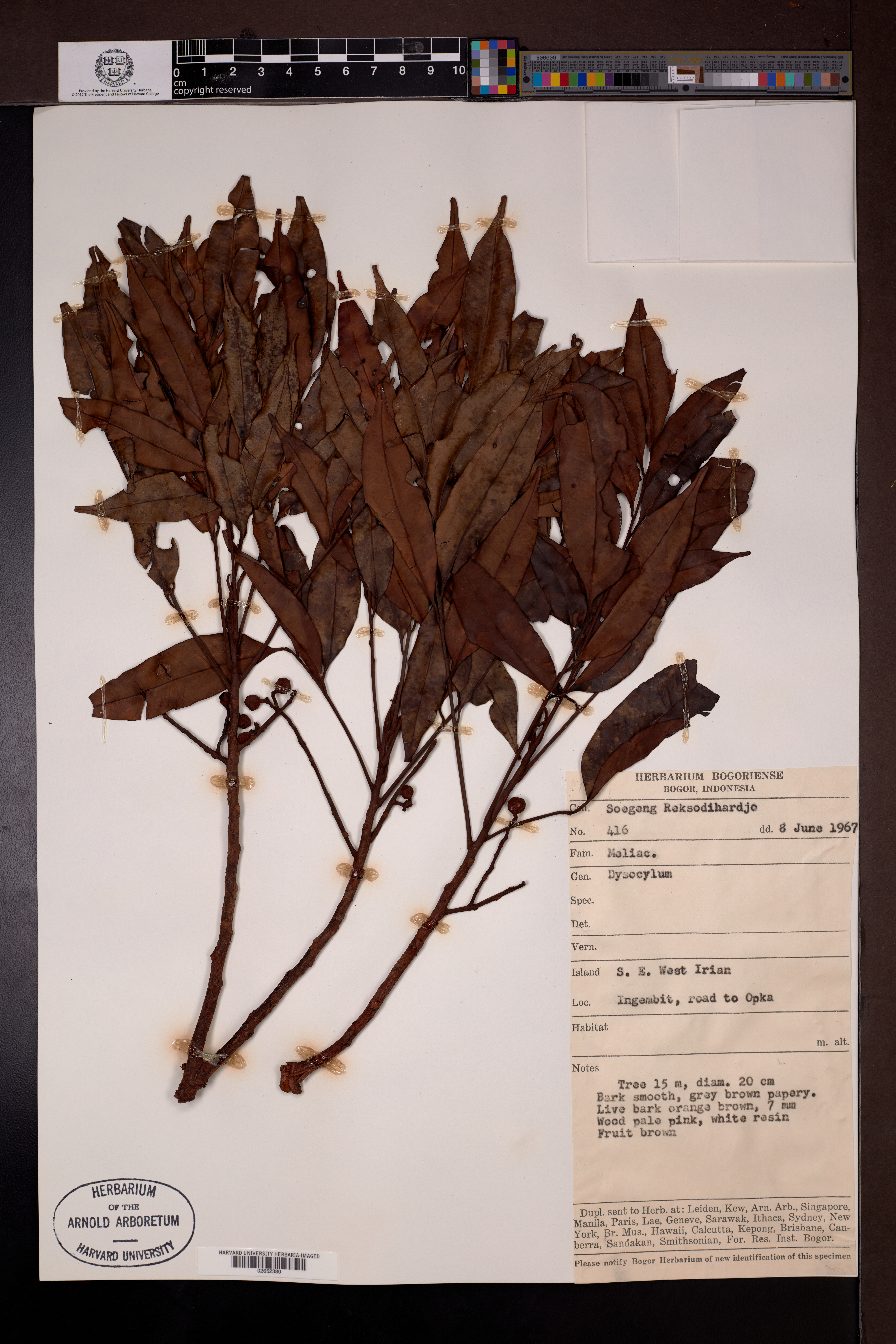 Dysoxylum Blume
