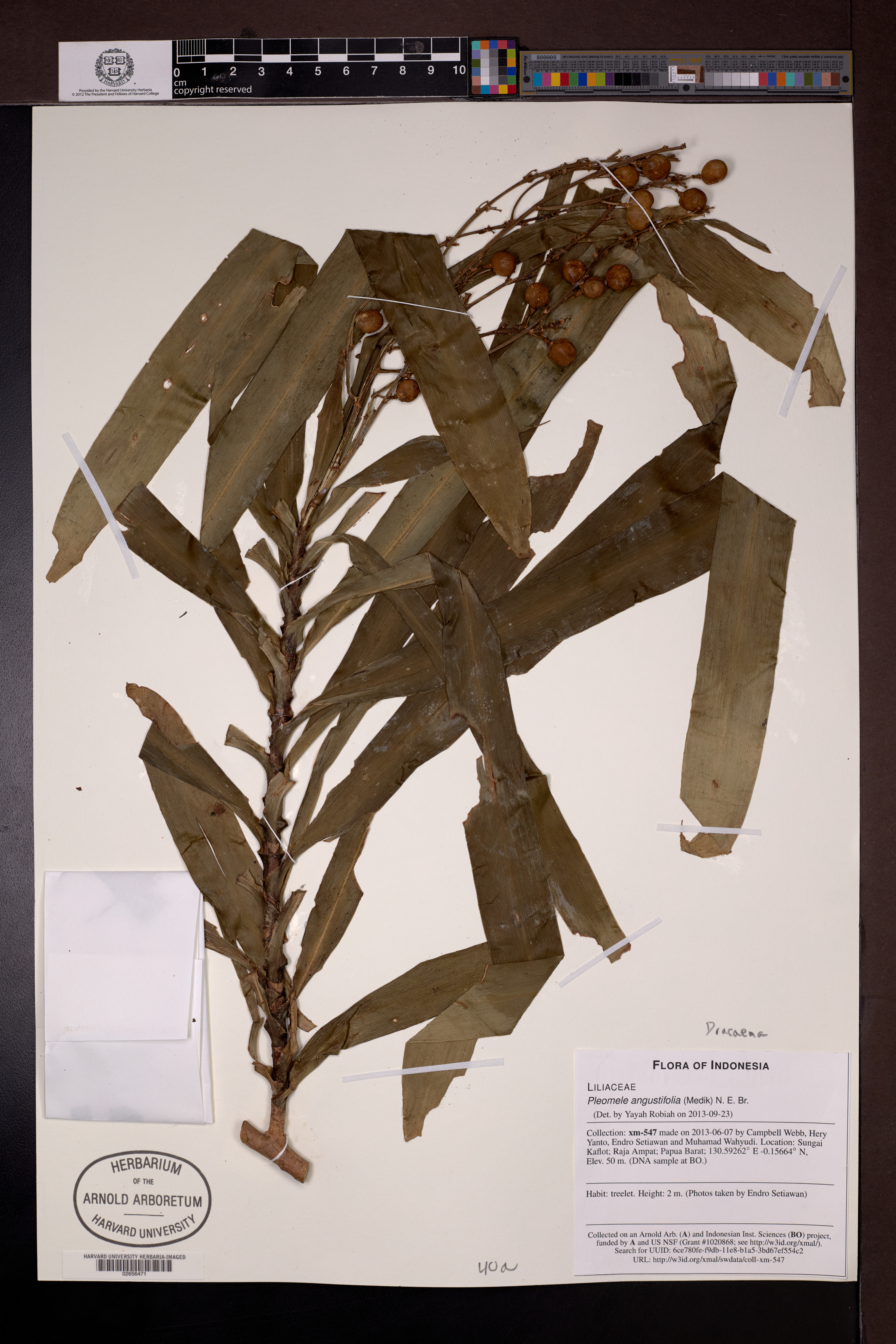 Dracaena angustifolia