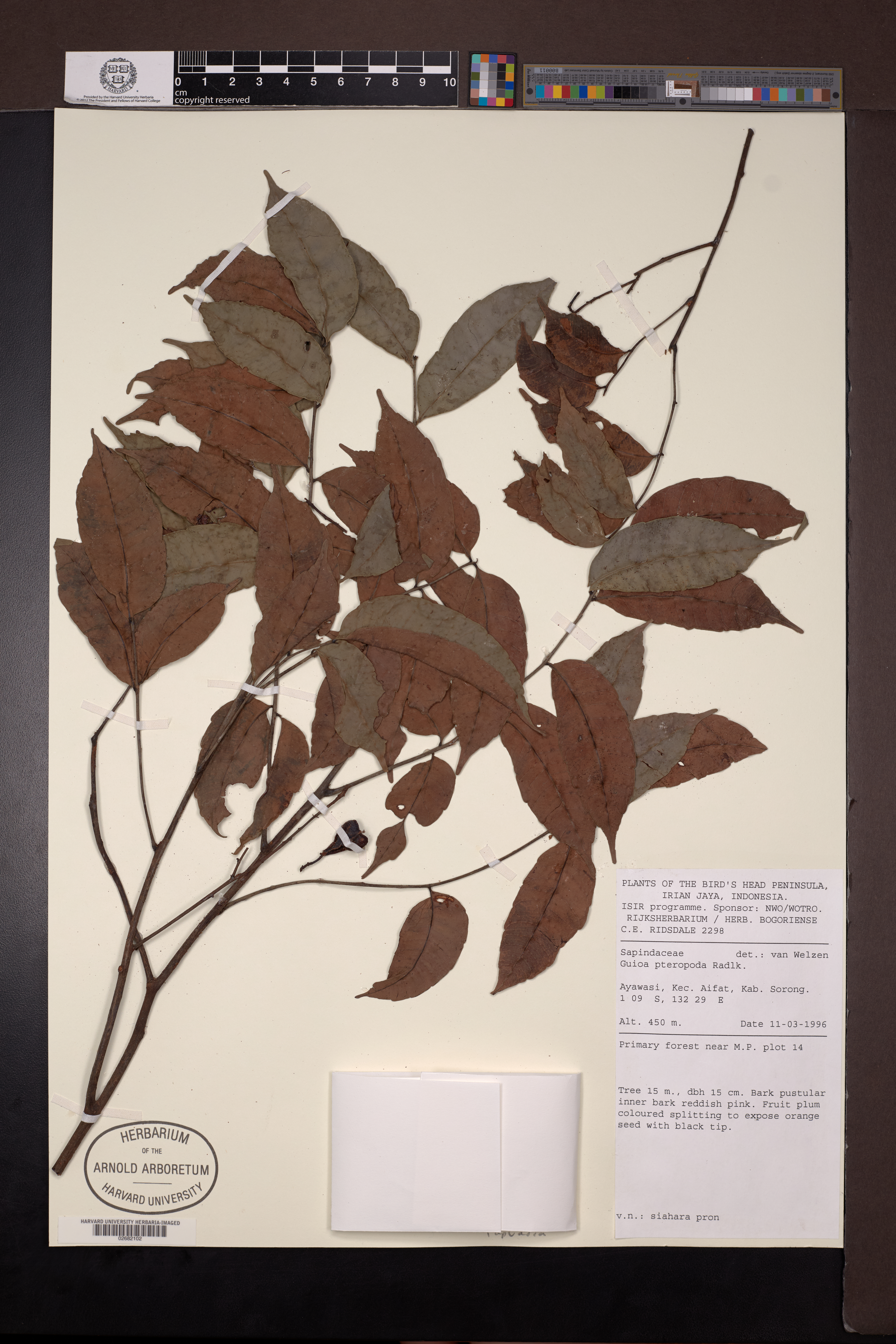 Guioa pteropoda