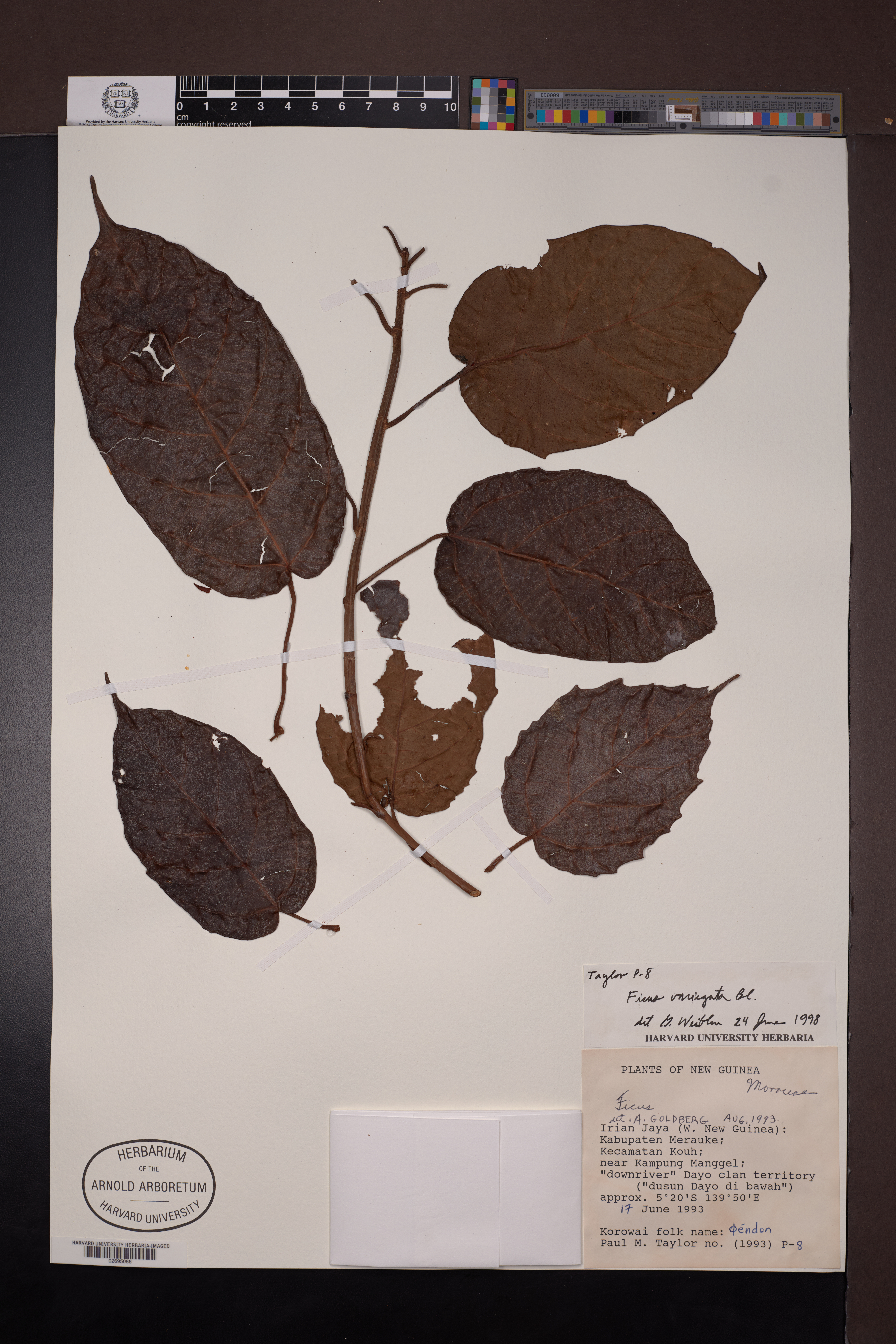Ficus variegata
