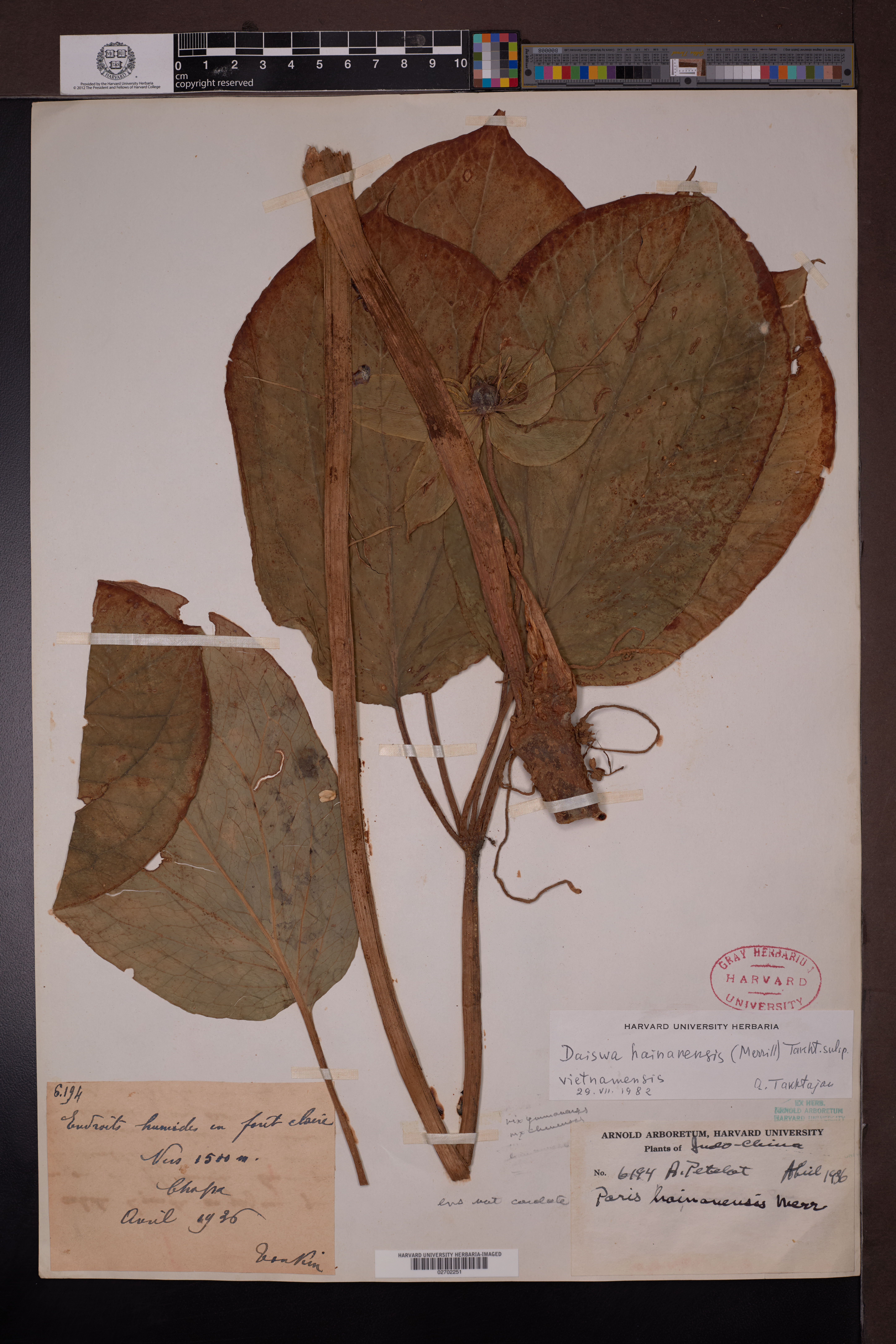 Paris vietnamensis (Paris vietnamensis)