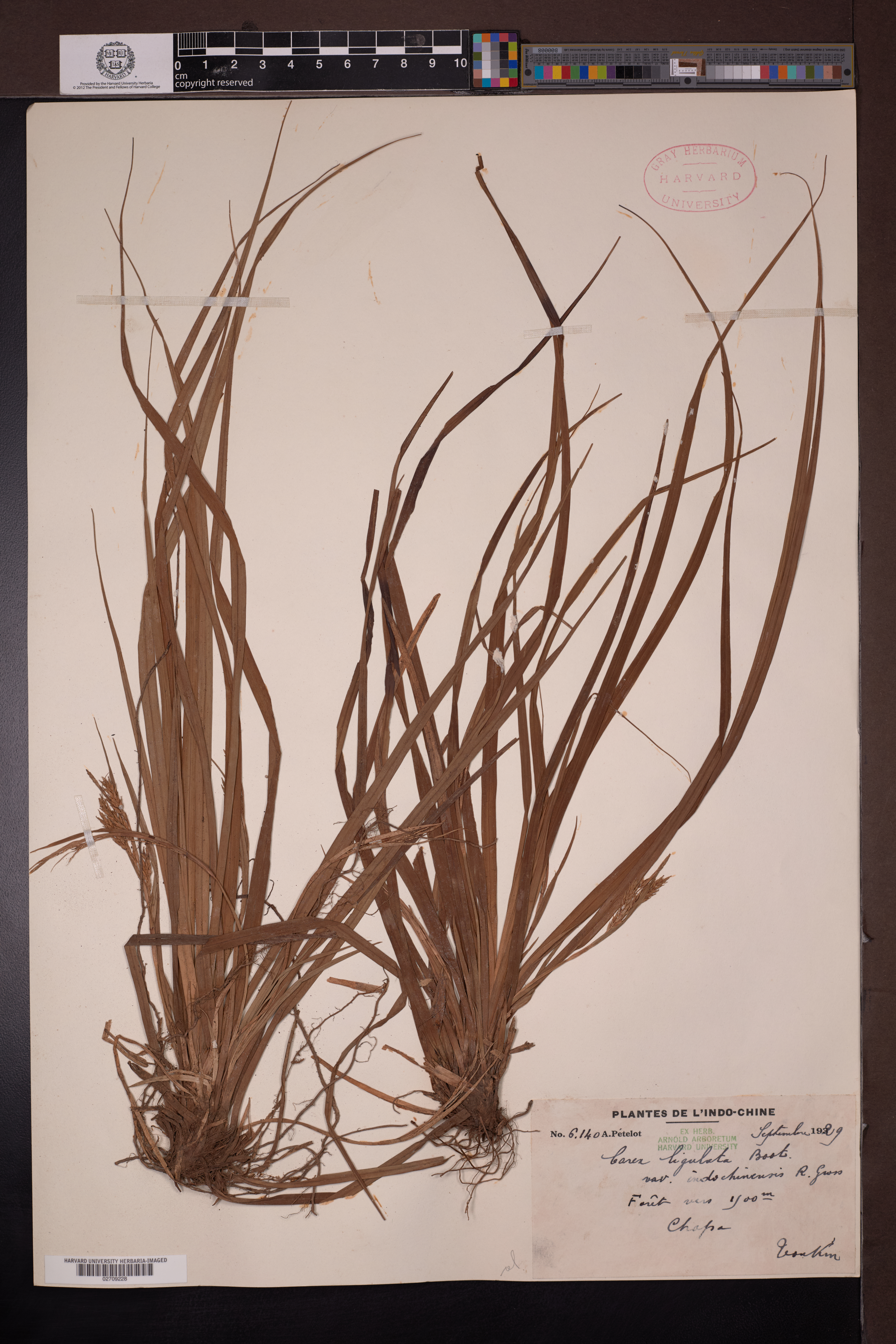 Carex ligulata — ảnh 3