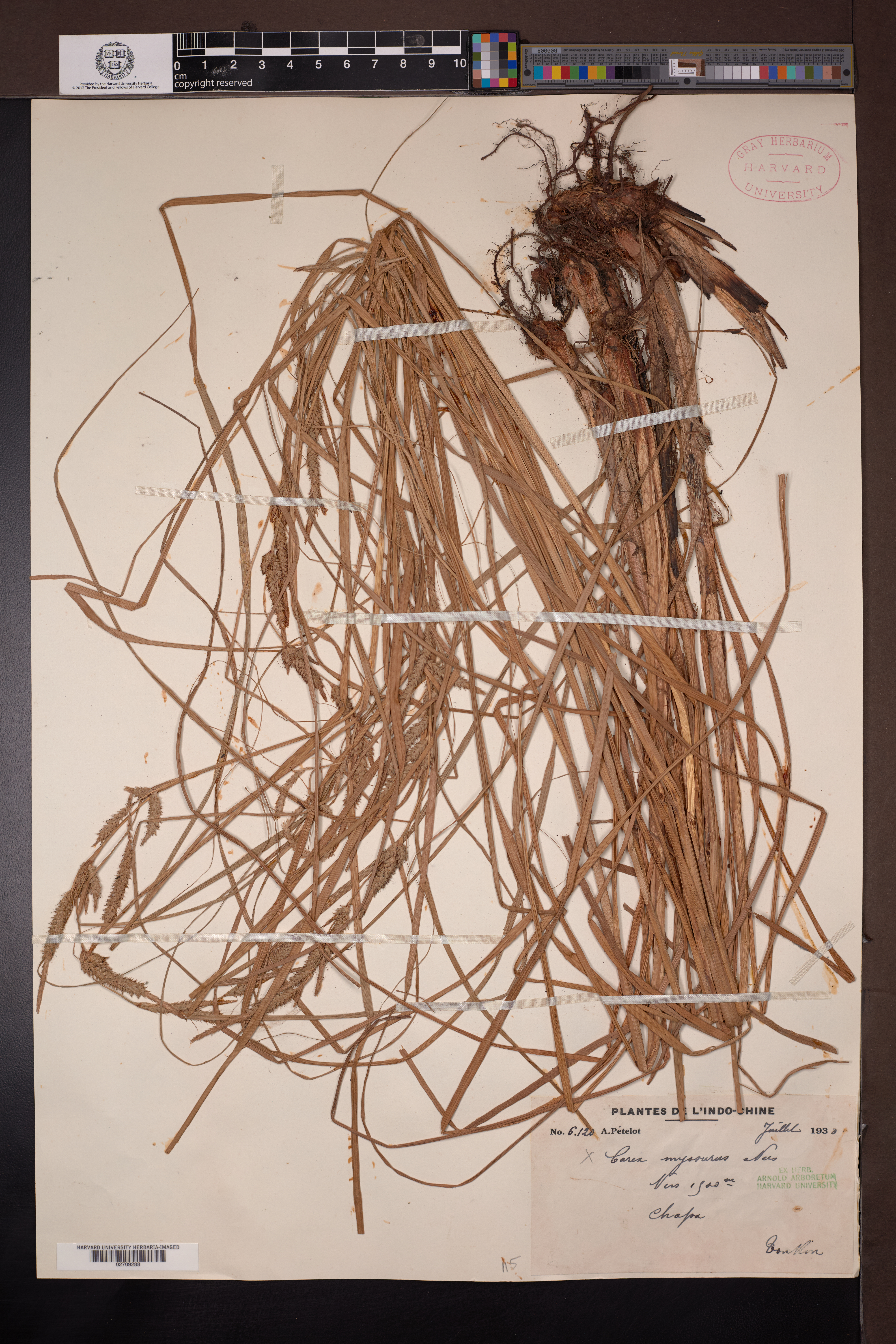 Carex myosurus — ảnh 3