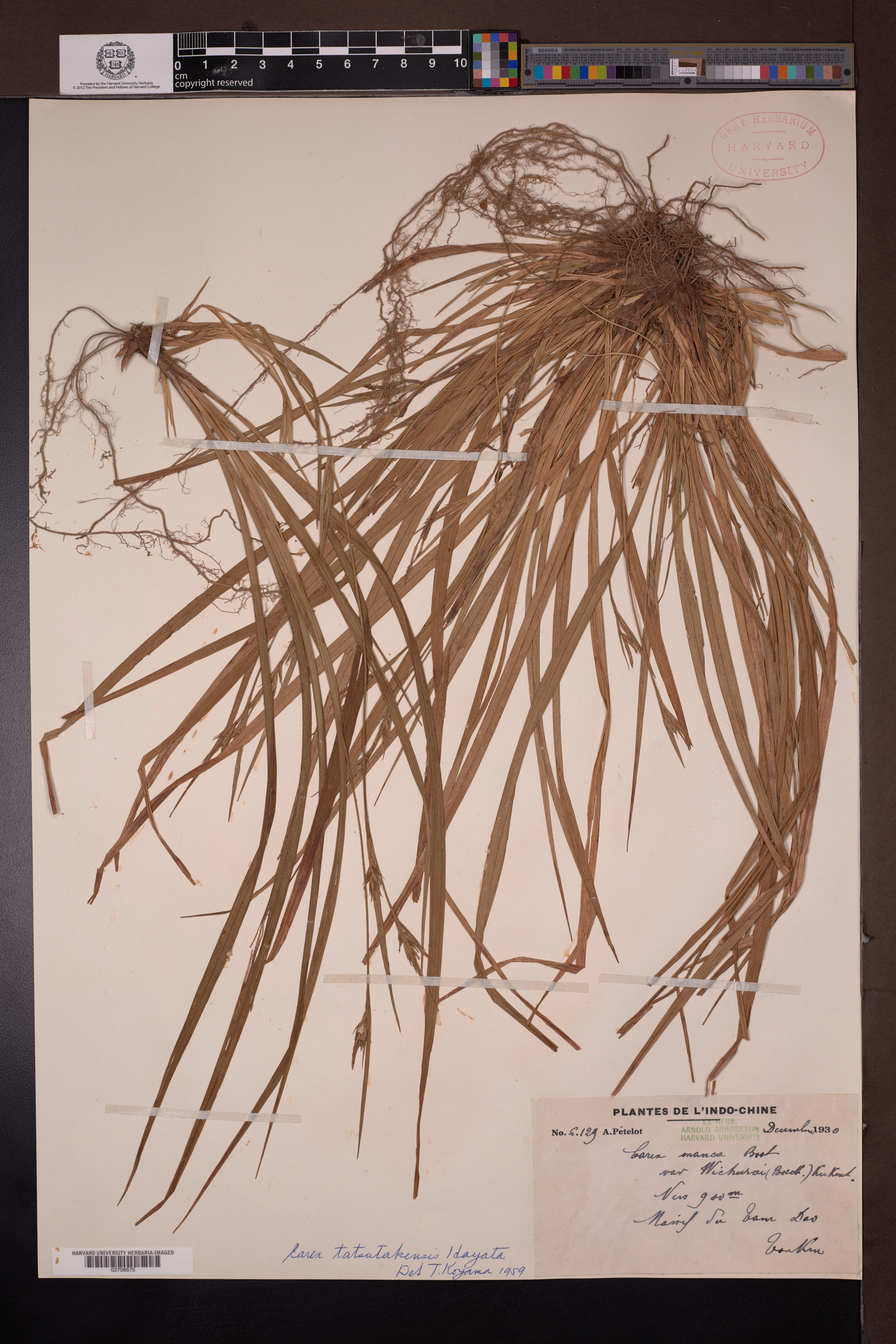 Carex blinii — ảnh 3