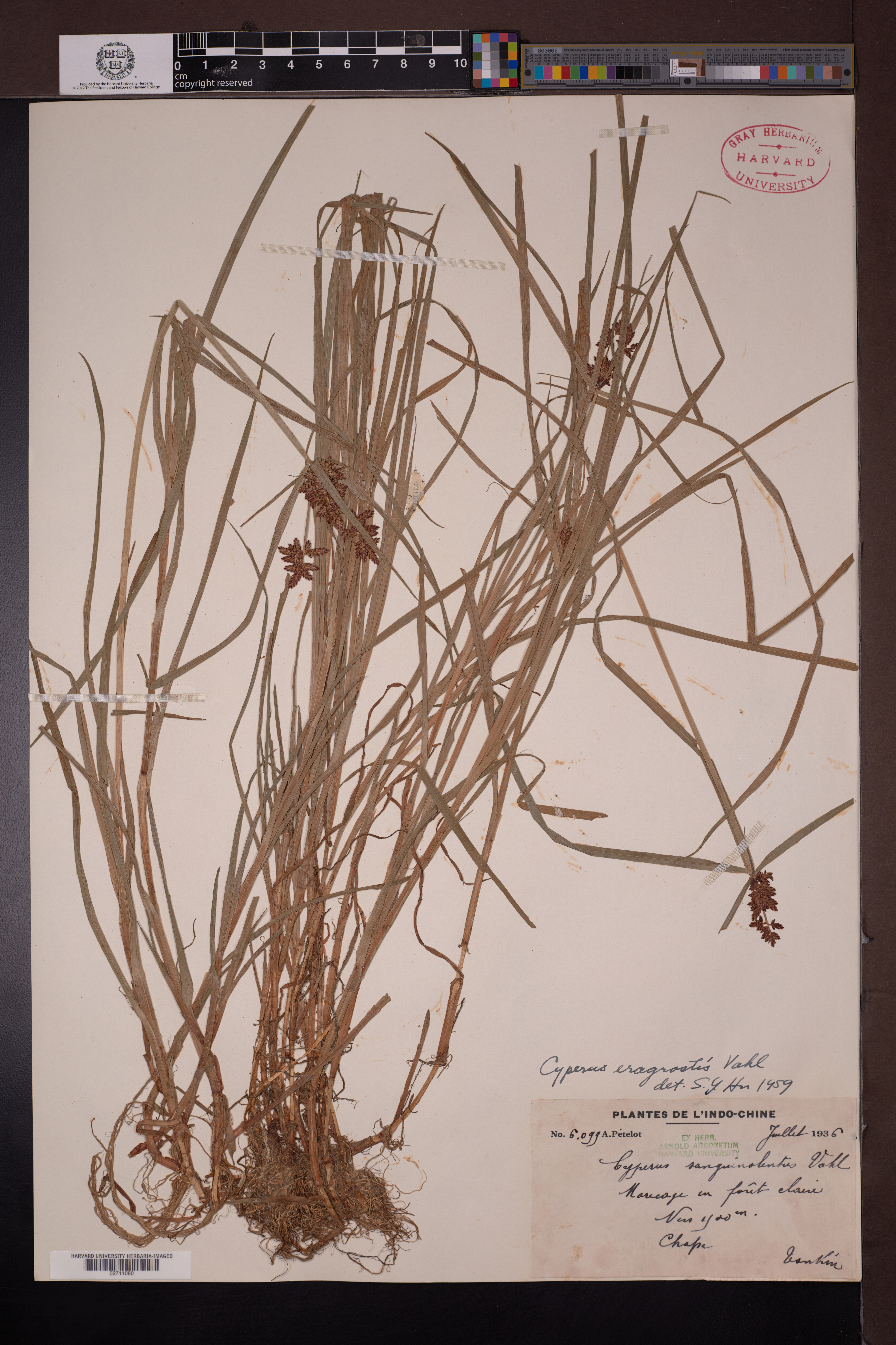 Cyperus eragrostis — ảnh 3