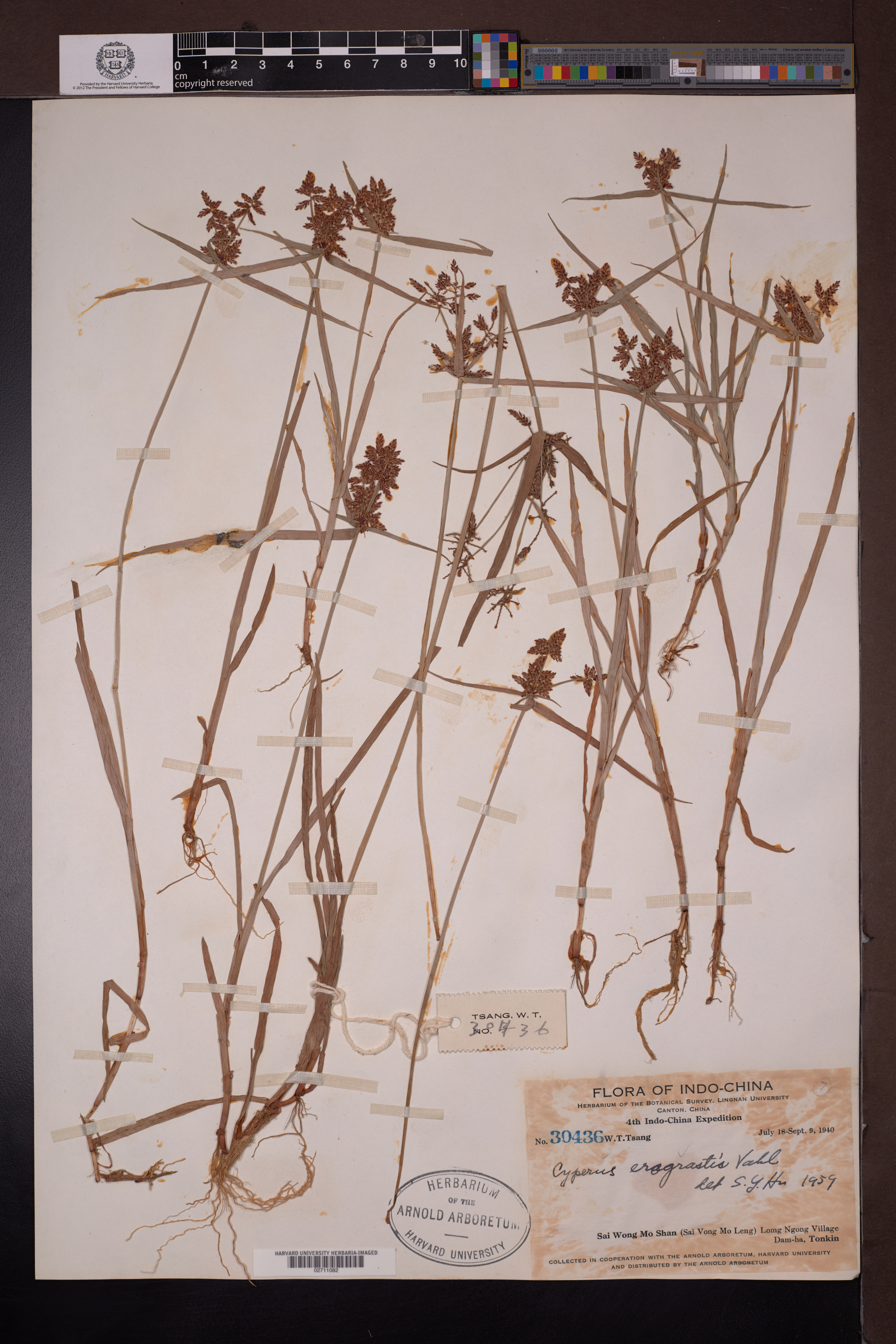 Cyperus eragrostis — ảnh 2