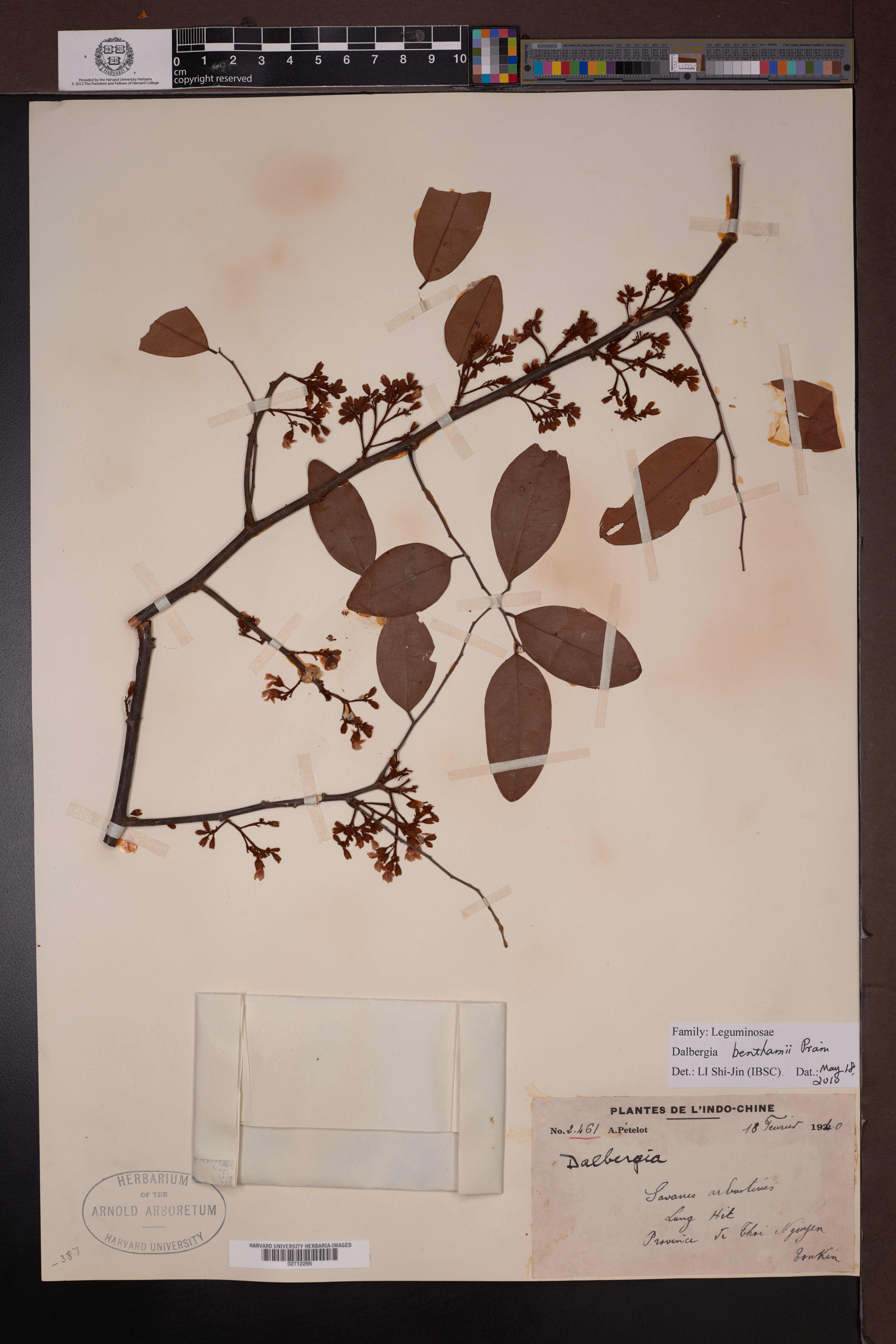 Dalbergia benthamii (Dalbergia benthamii)