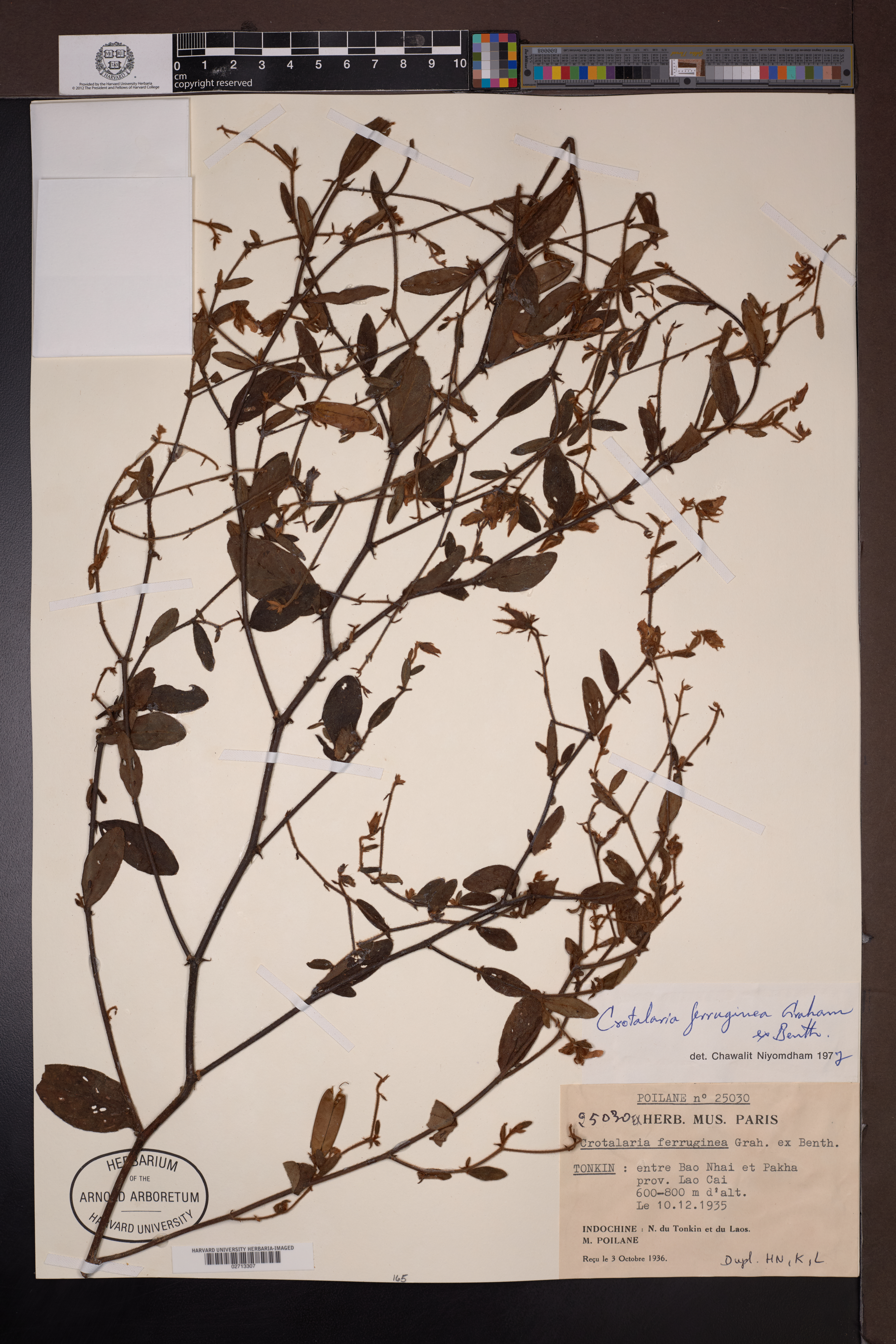 Crotalaria ferruginea (Crotalaria ferruginea)