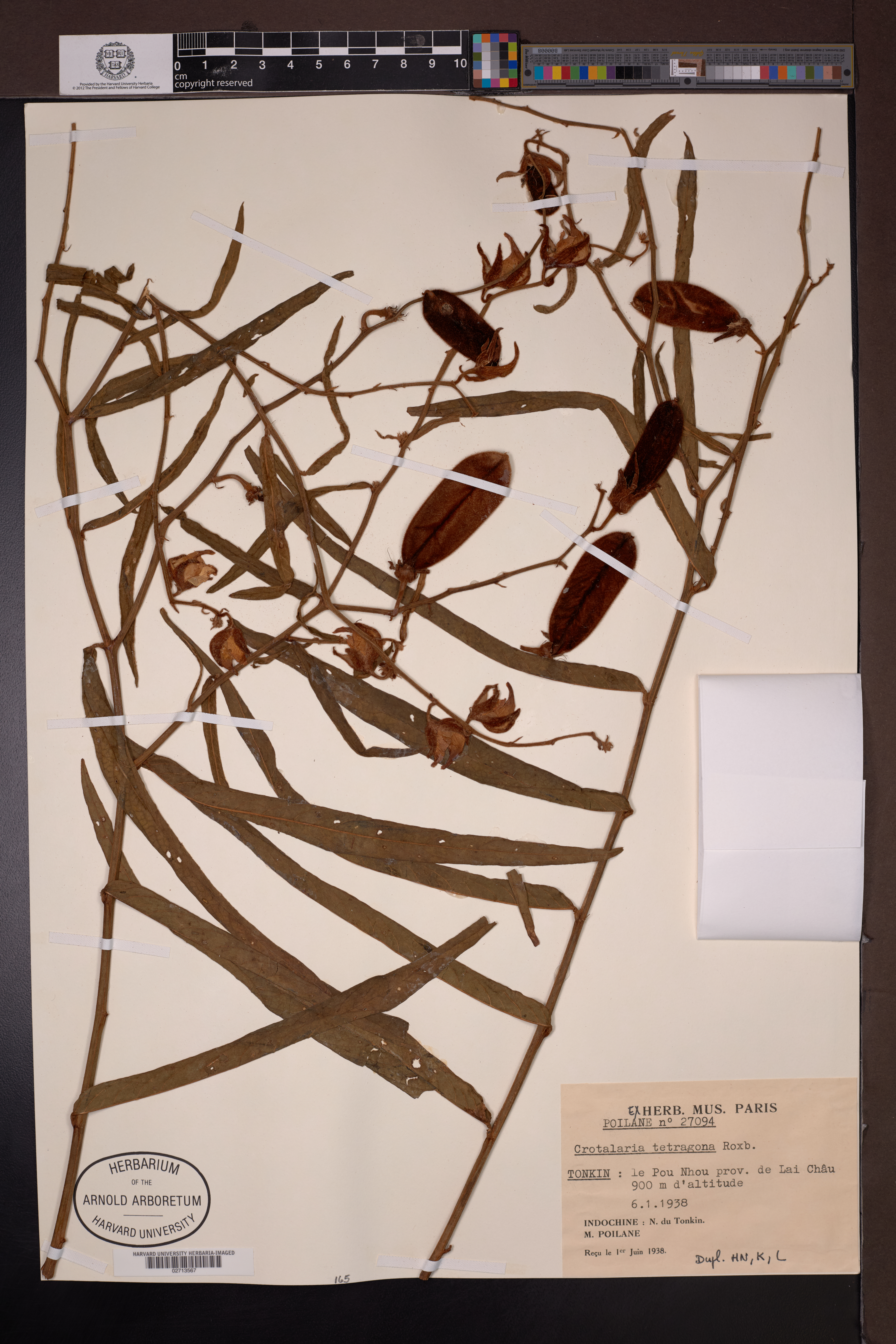 Crotalaria tetragona — ảnh 3