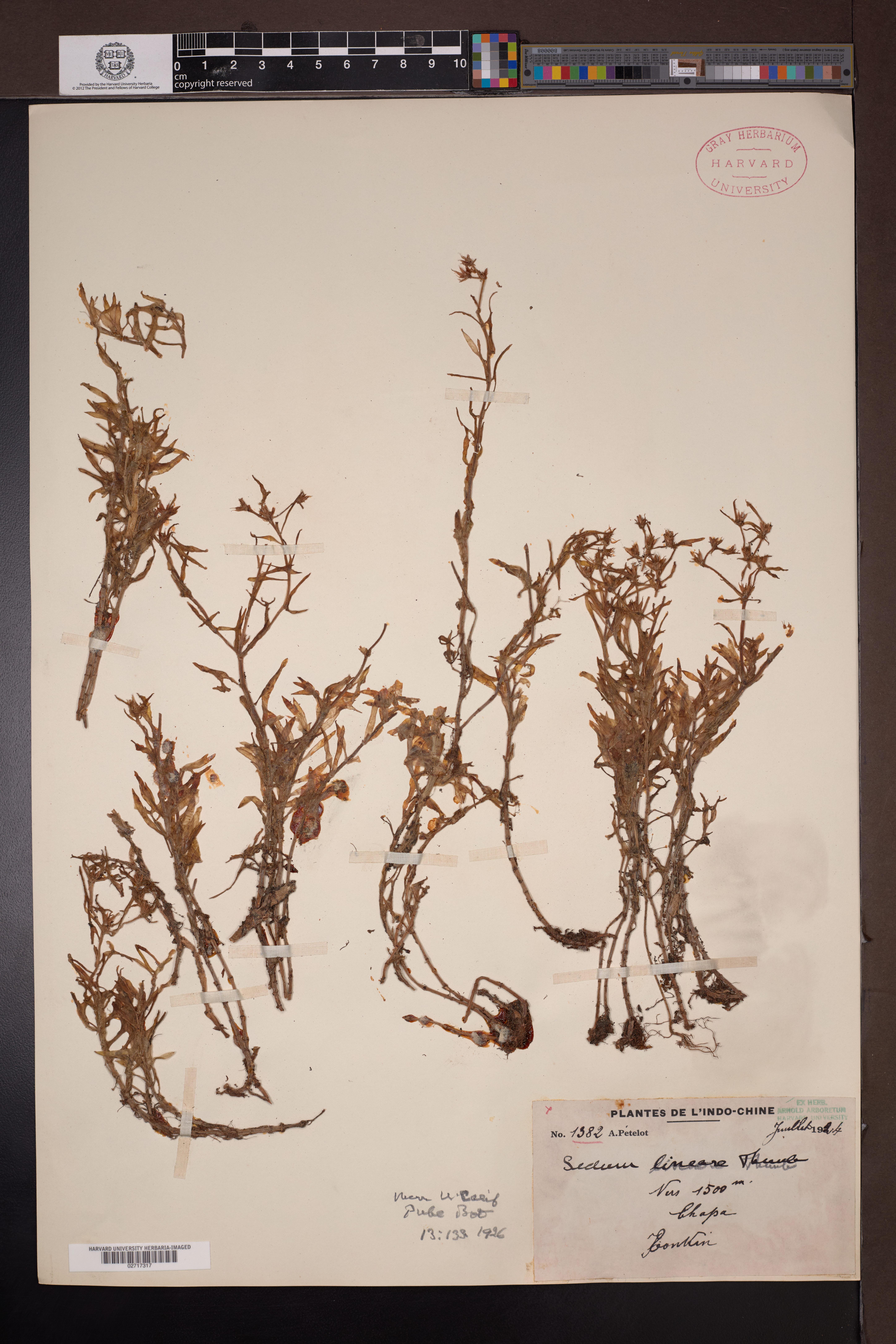 Sedum lineare — ảnh 3