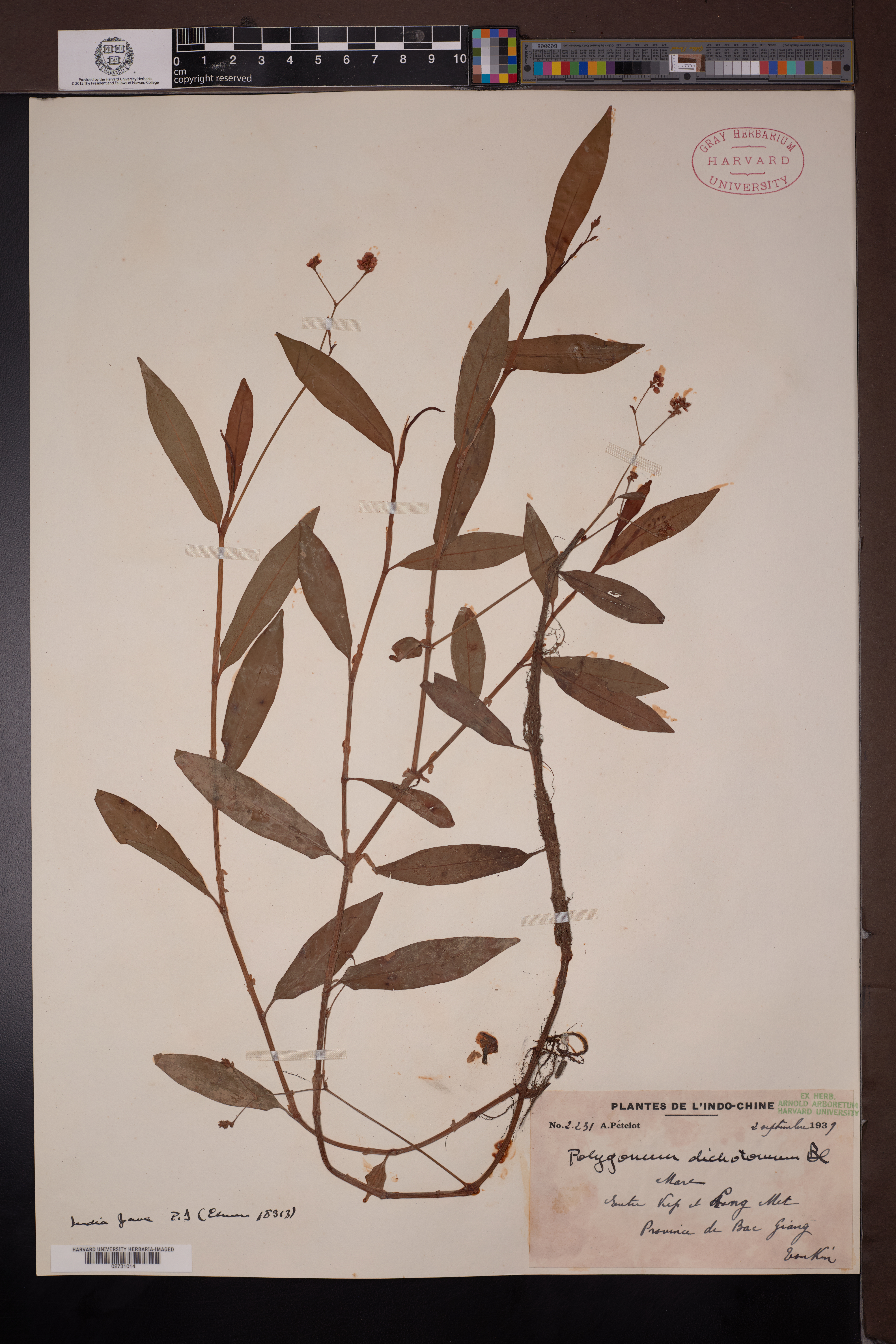 Persicaria dichotoma (Persicaria dichotoma)